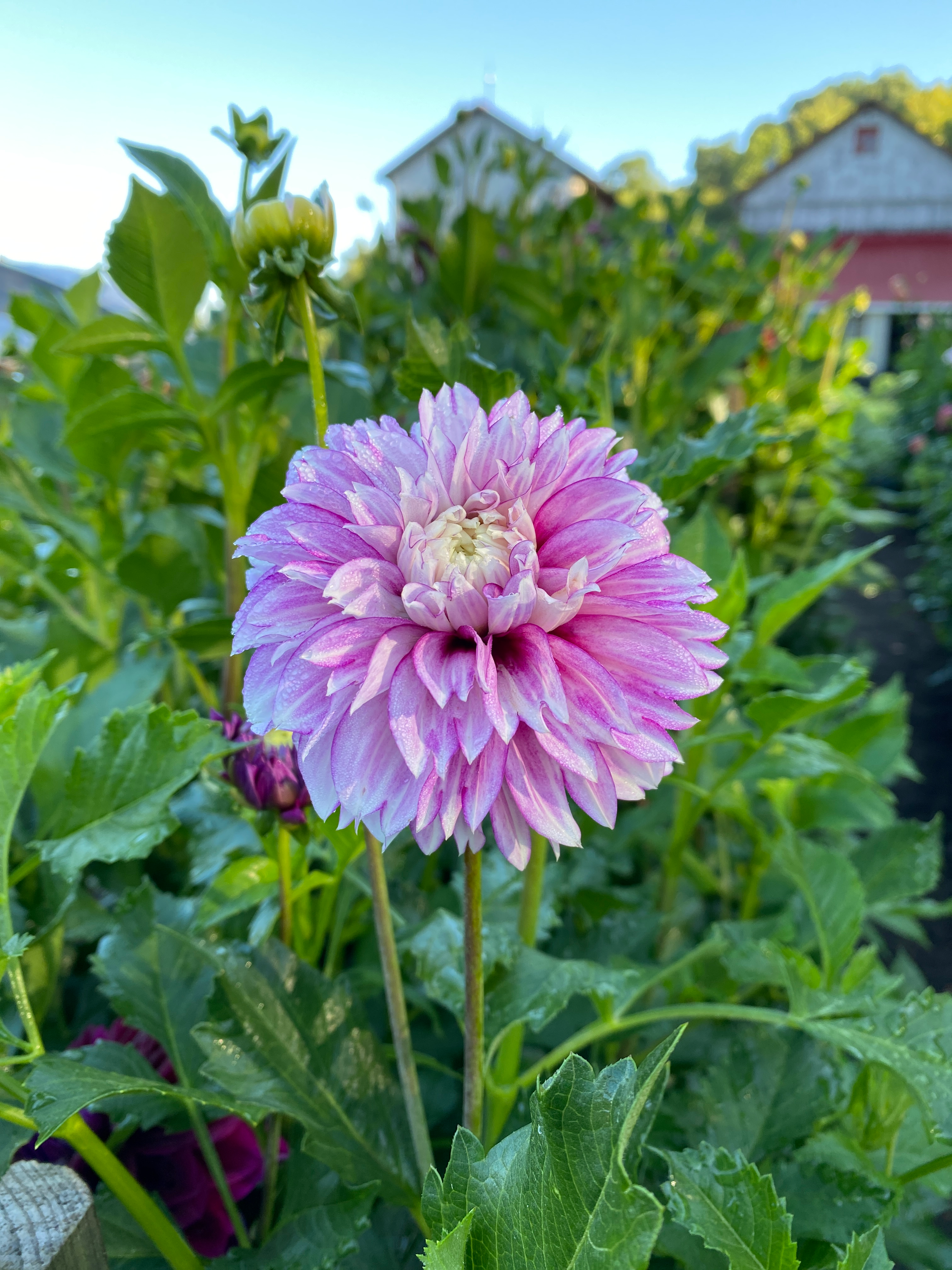 Dahlia 'Blackberry Ice'