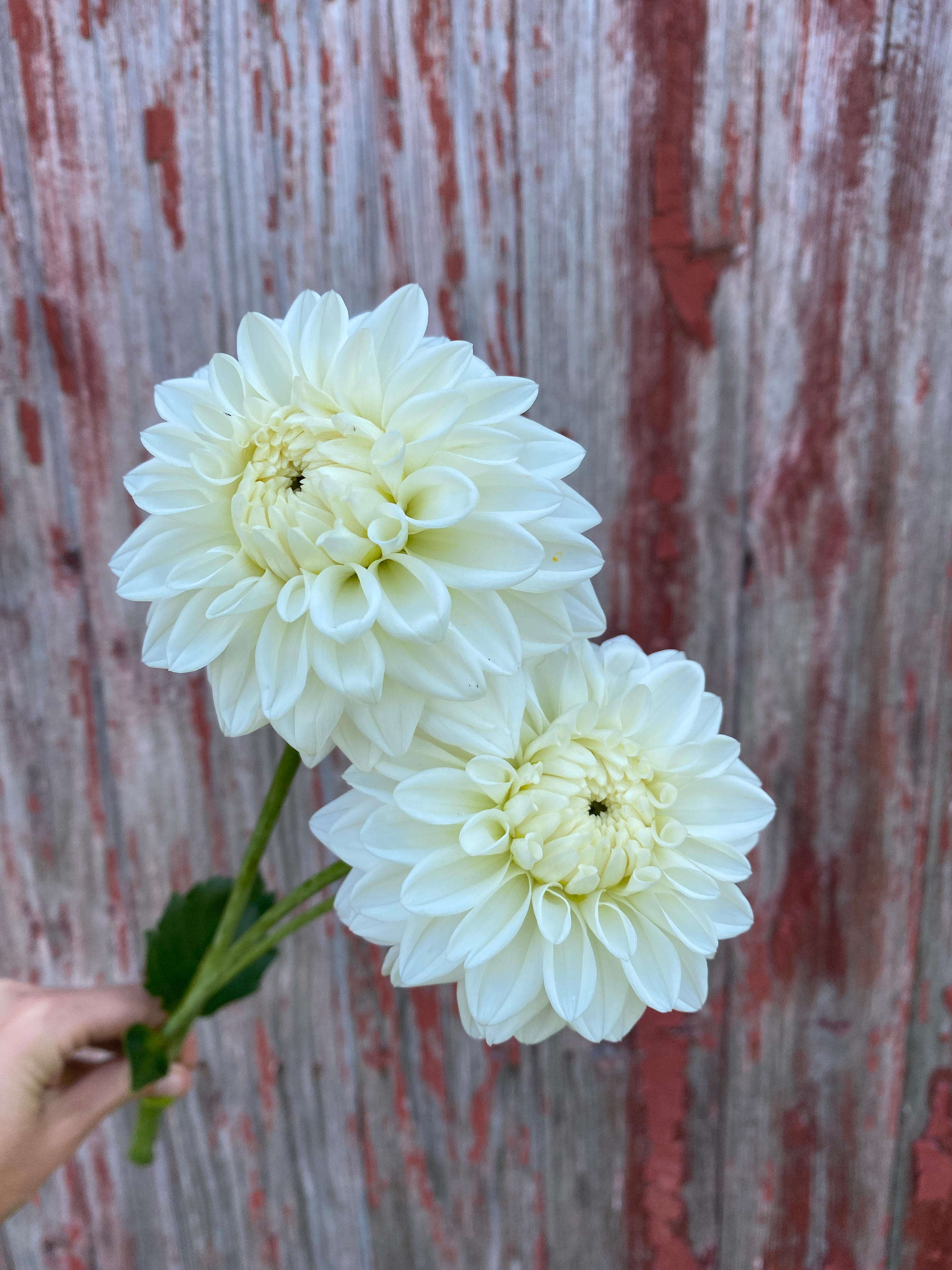 Dahlia 'Blizzard'