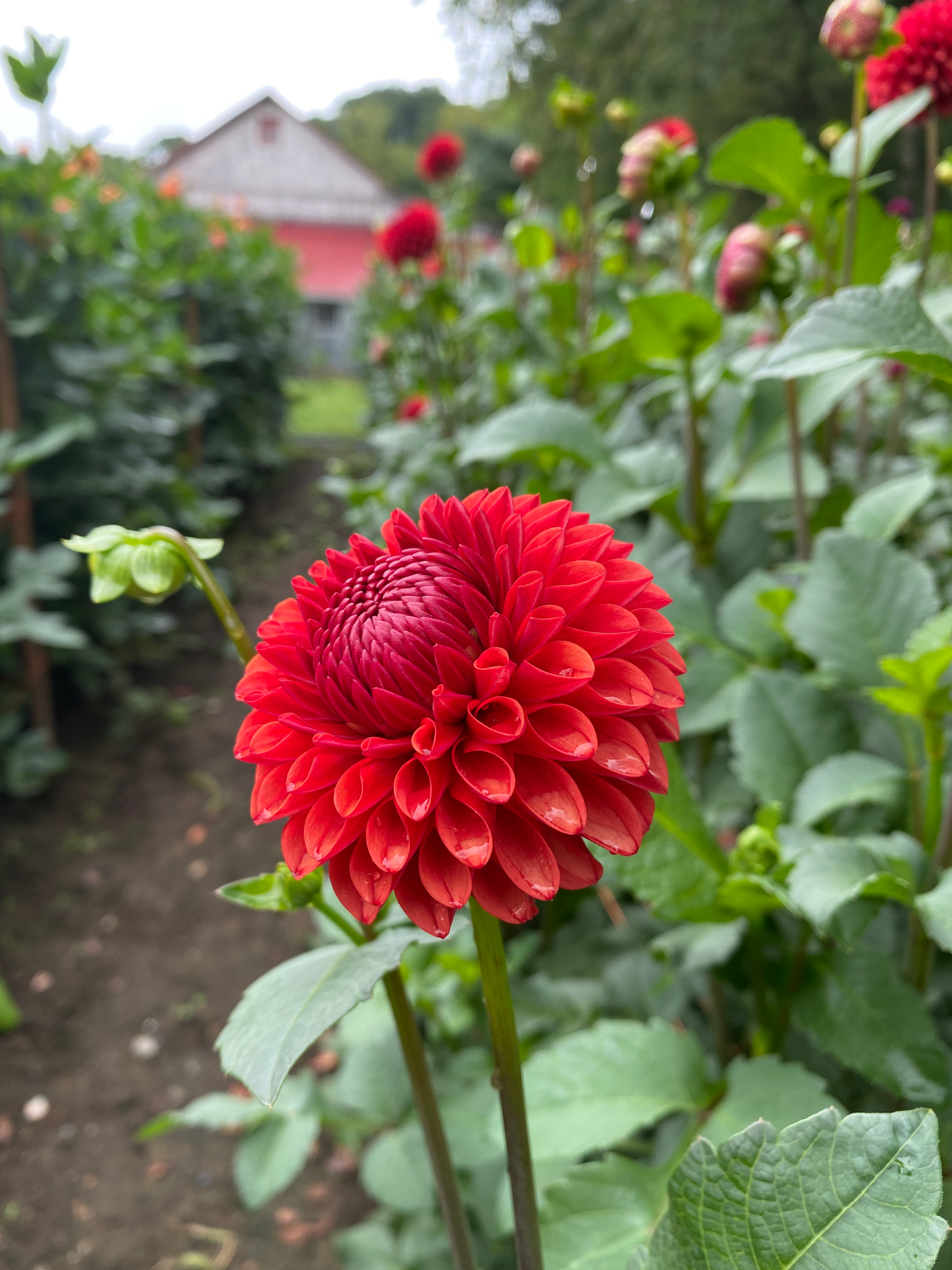 Dahlia 'Brown Sugar'