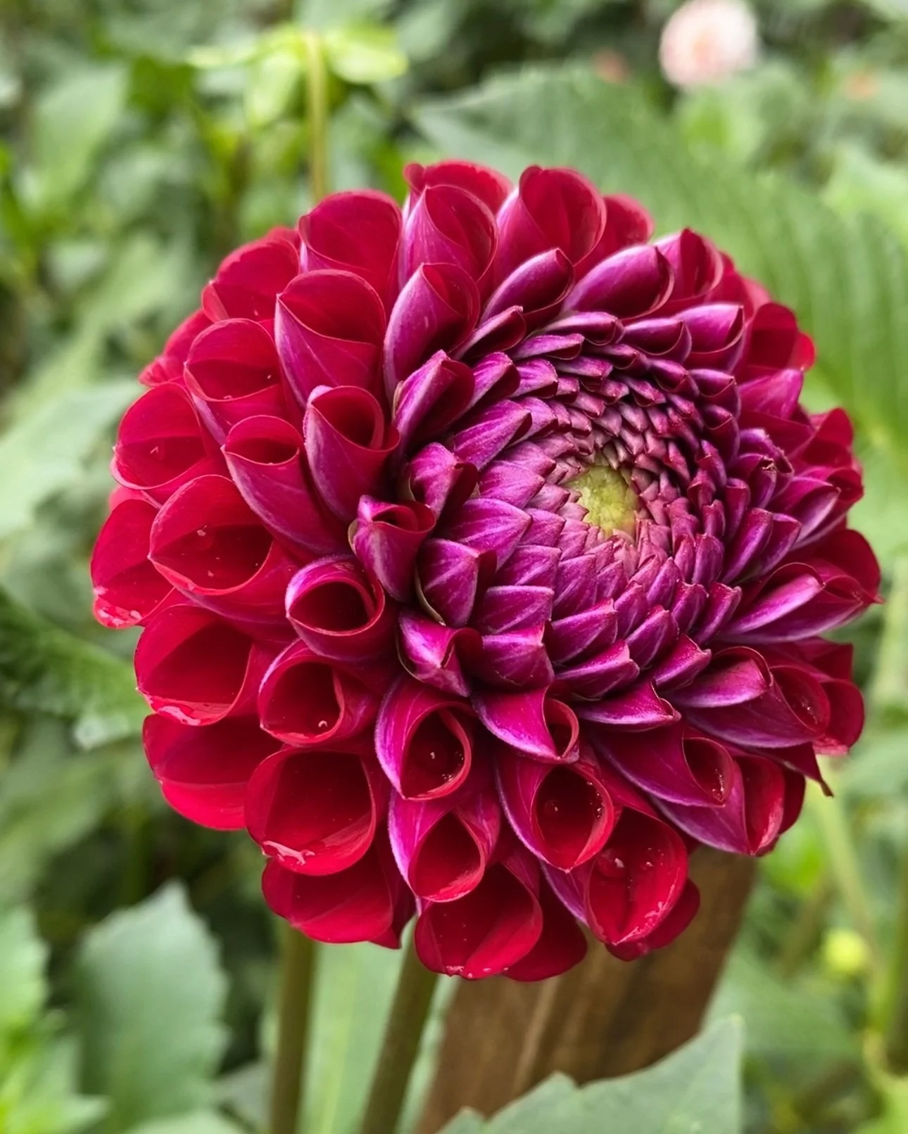 Dahlia 'Cornel'