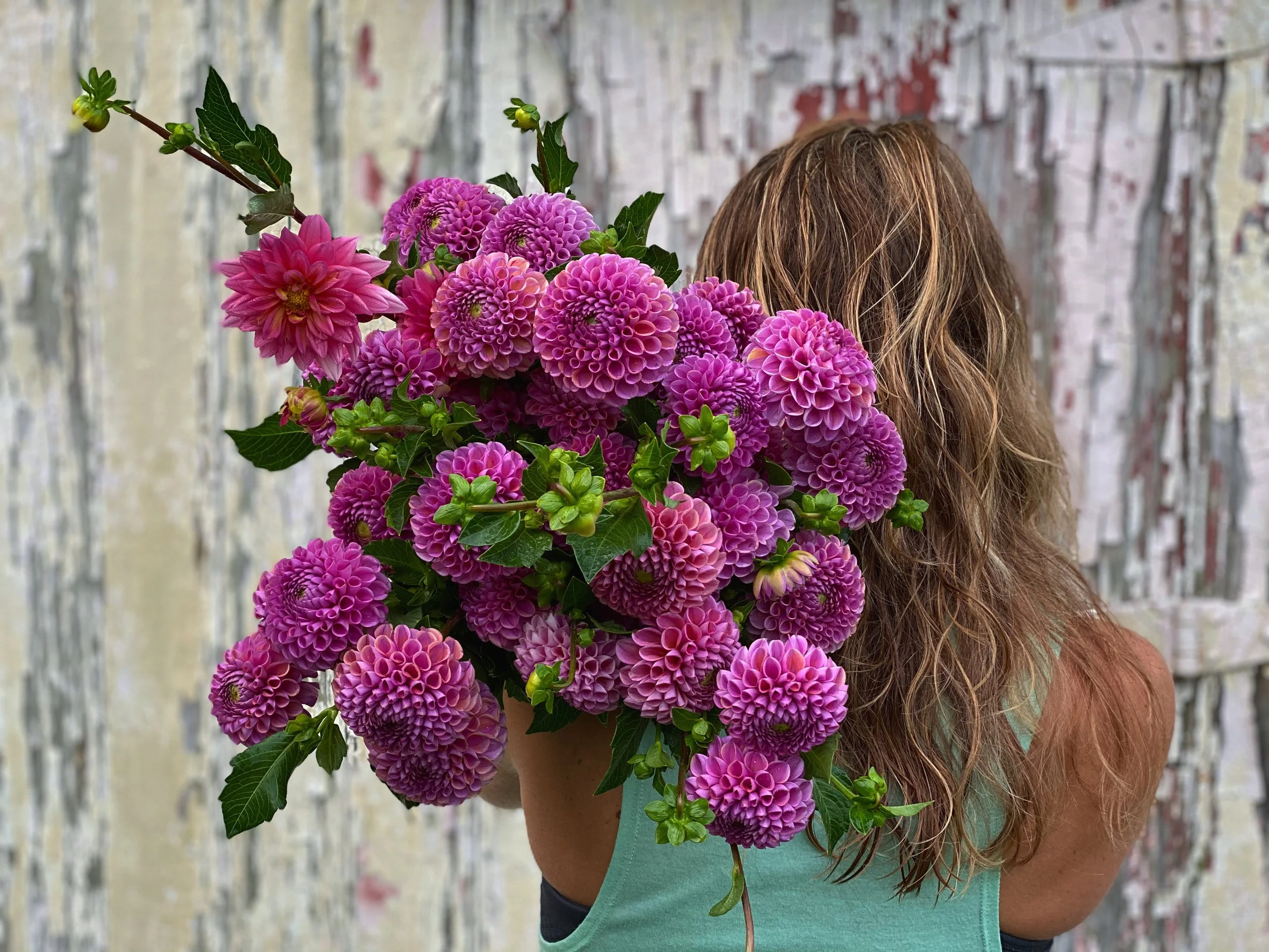 Dahlia 'Caitlin's Joy'