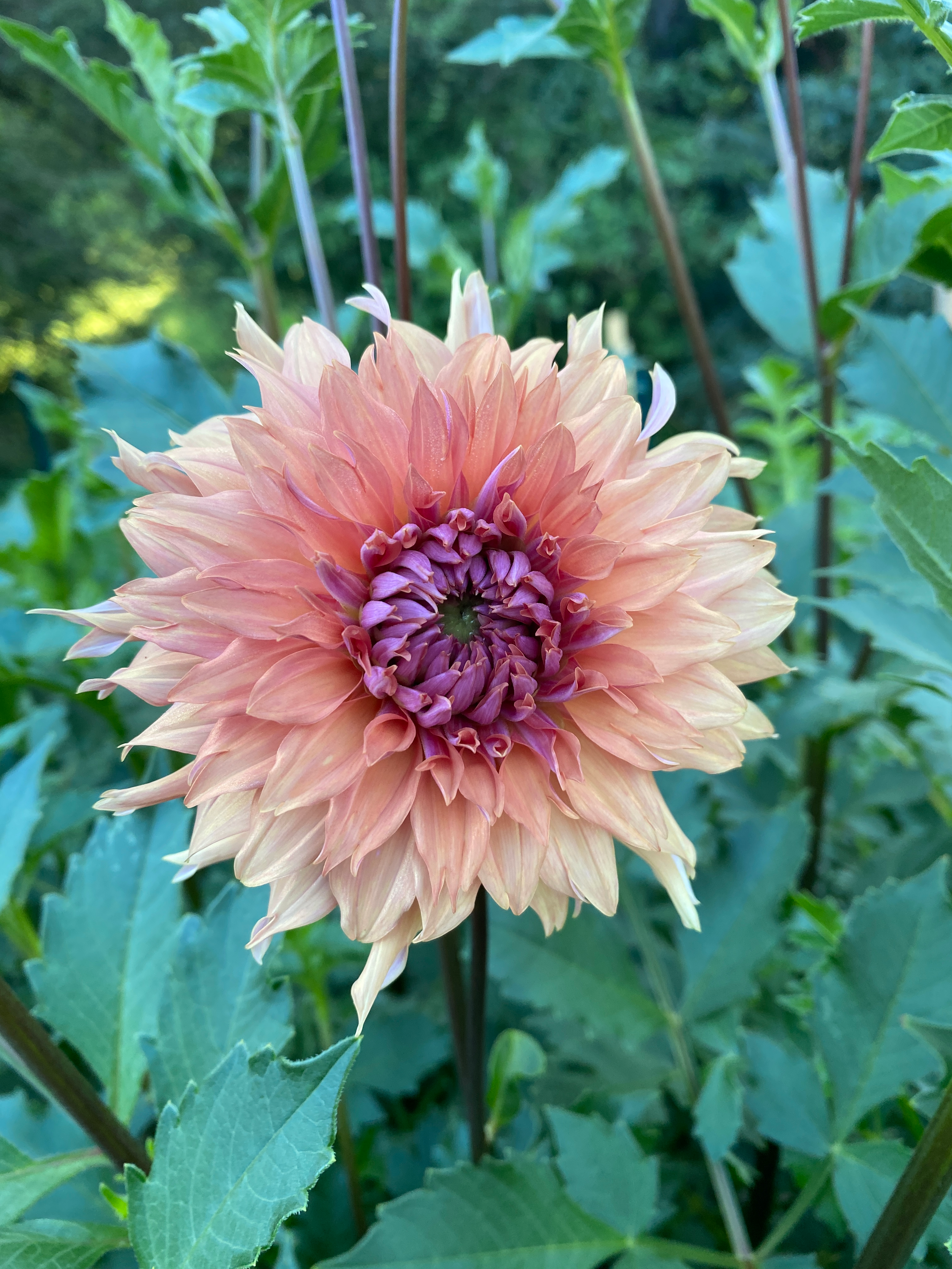 Dahlia 'Terracotta'