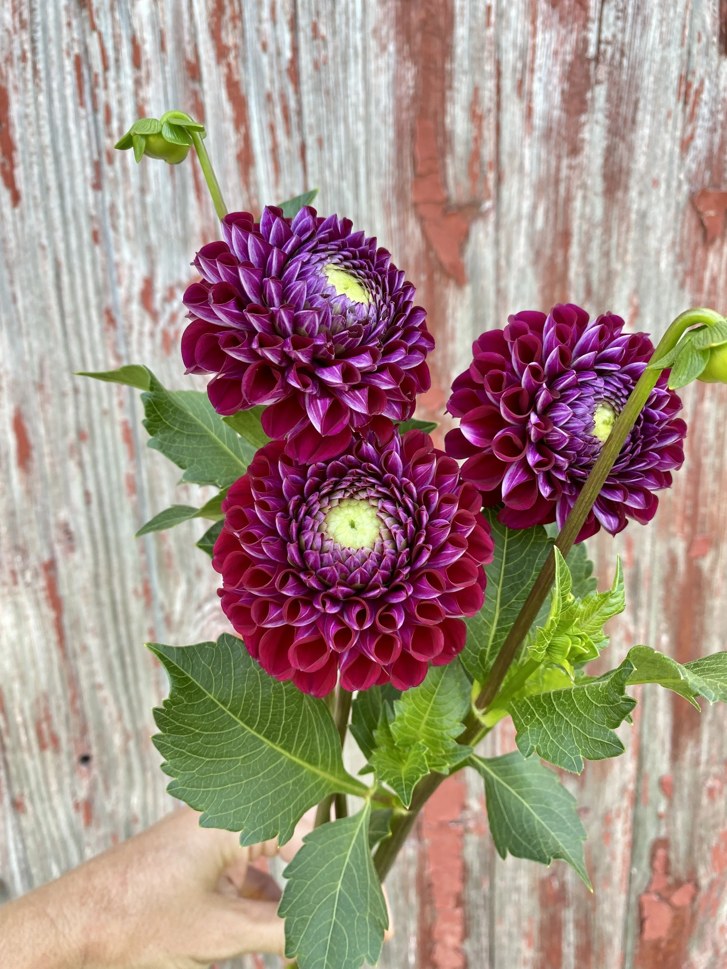 Dahlia 'Ivanetti'