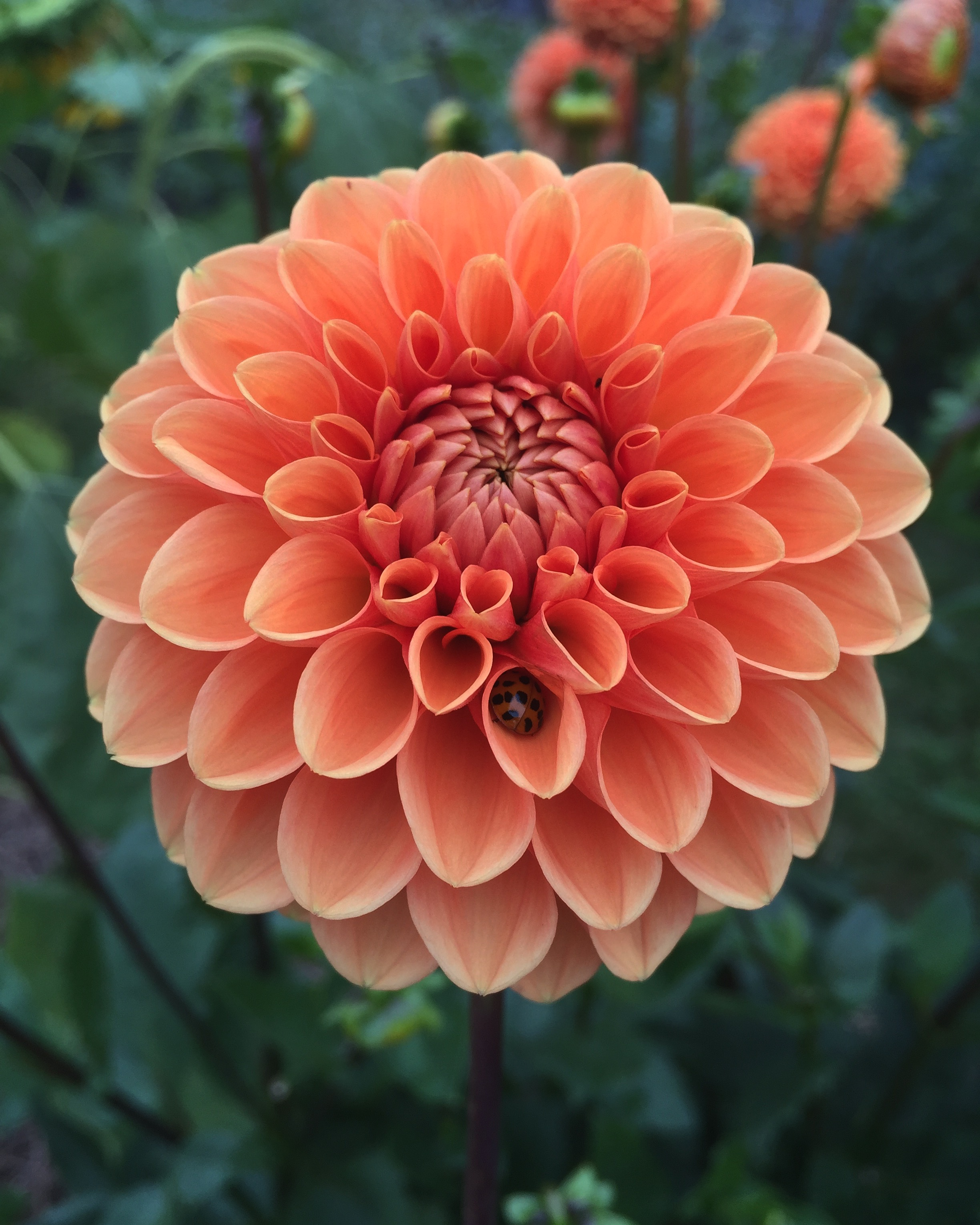 Dahlia 'Maarn'