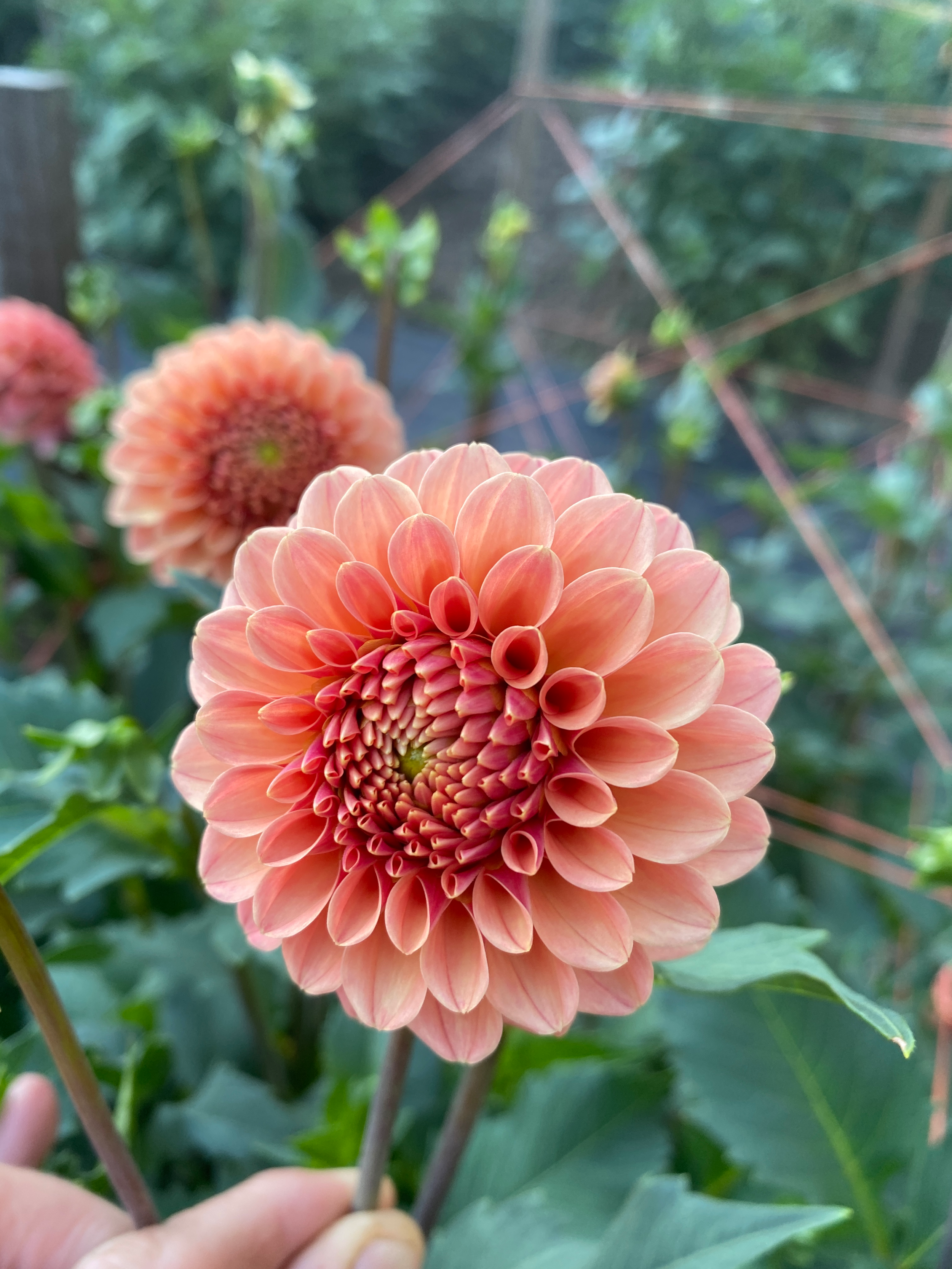 Dahlia 'Rose Tuscano'