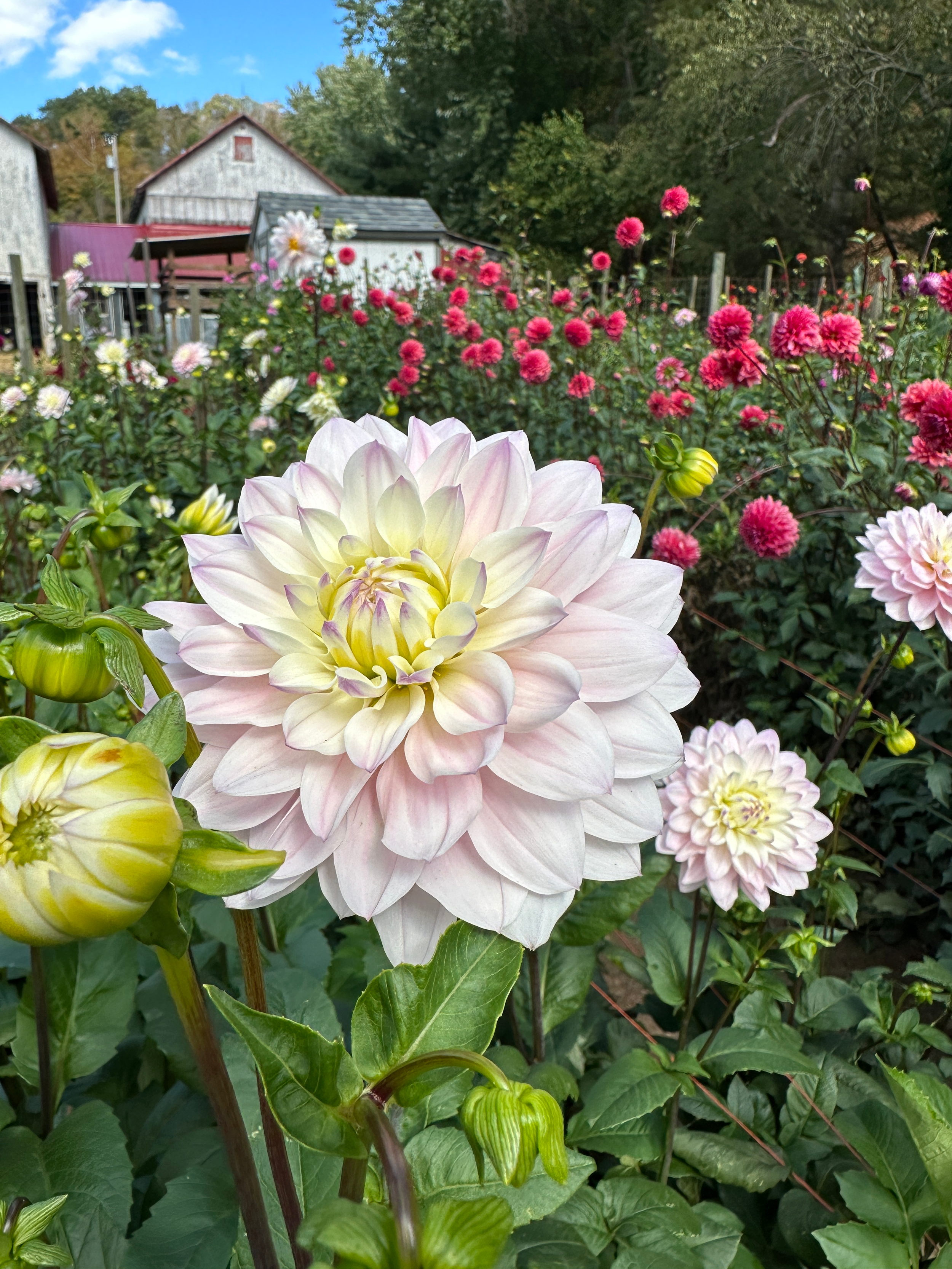 Dahlia 'Silver Years'