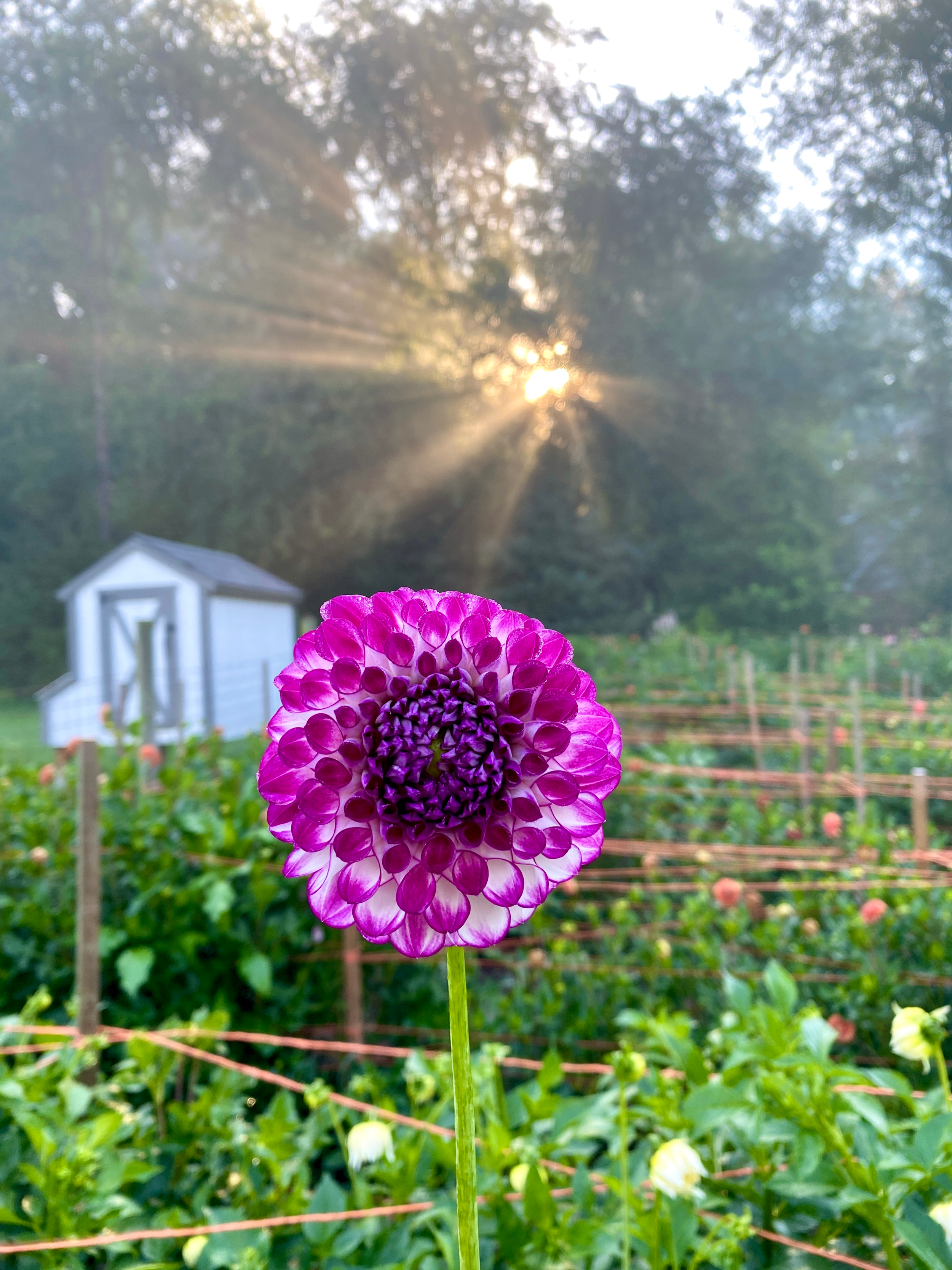 SOLD OUT Dahlia 'AC Devin'