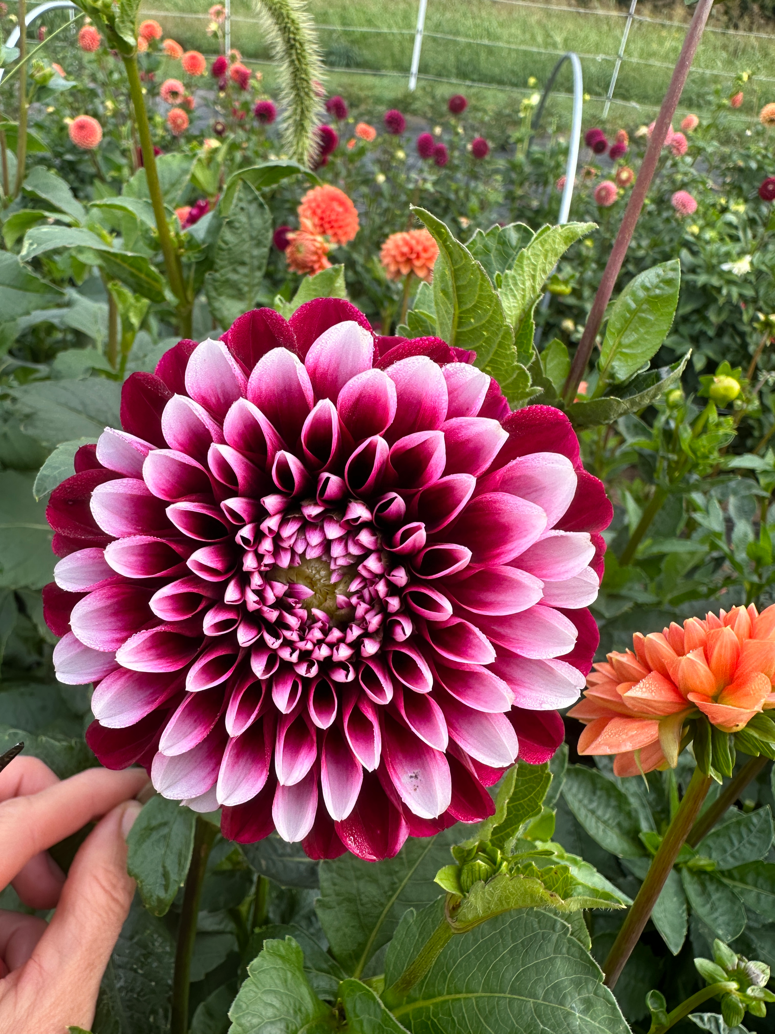 Dahlia 'Edinburg'