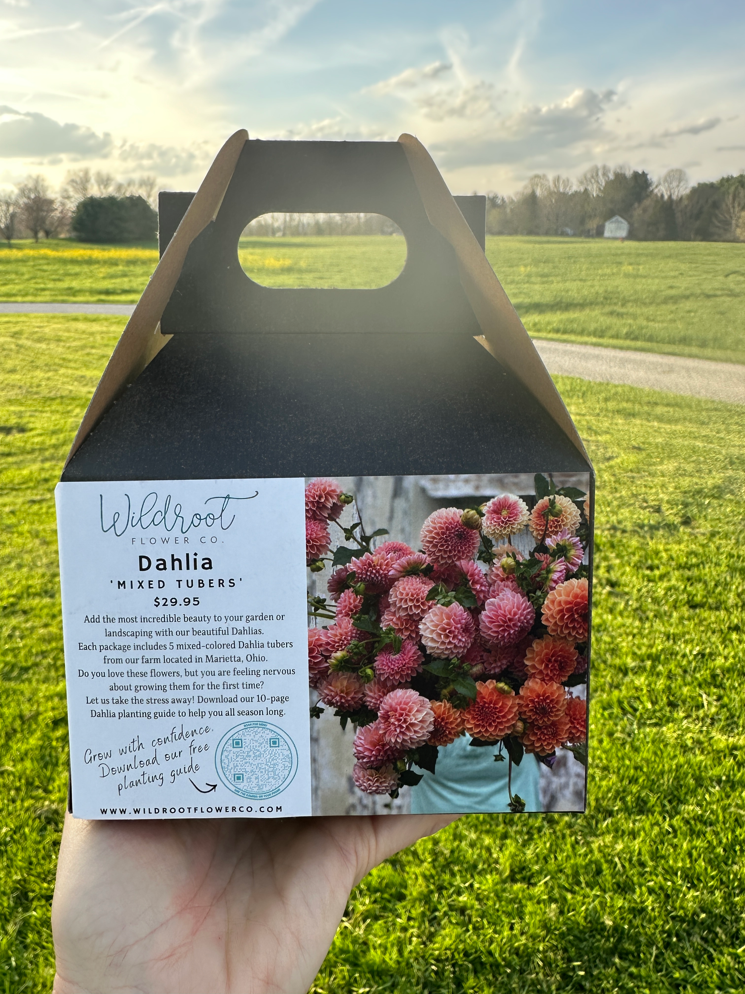 Mixed Dahlia Tuber Box