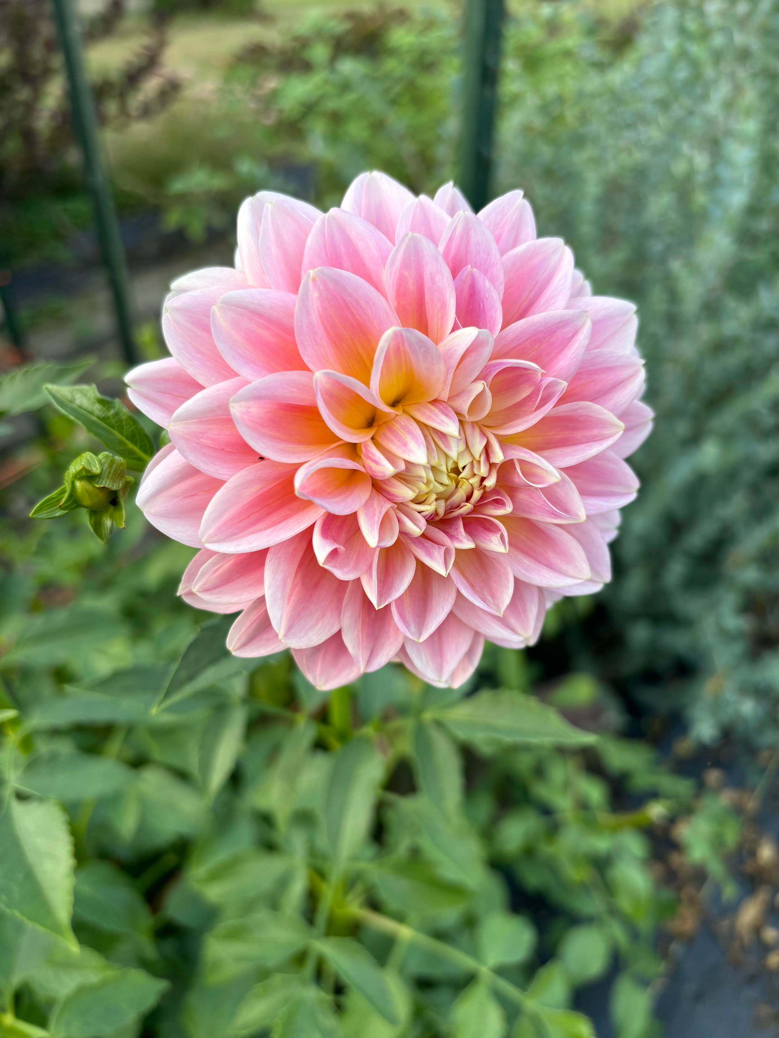 Dahlia 'Sheer Heaven'