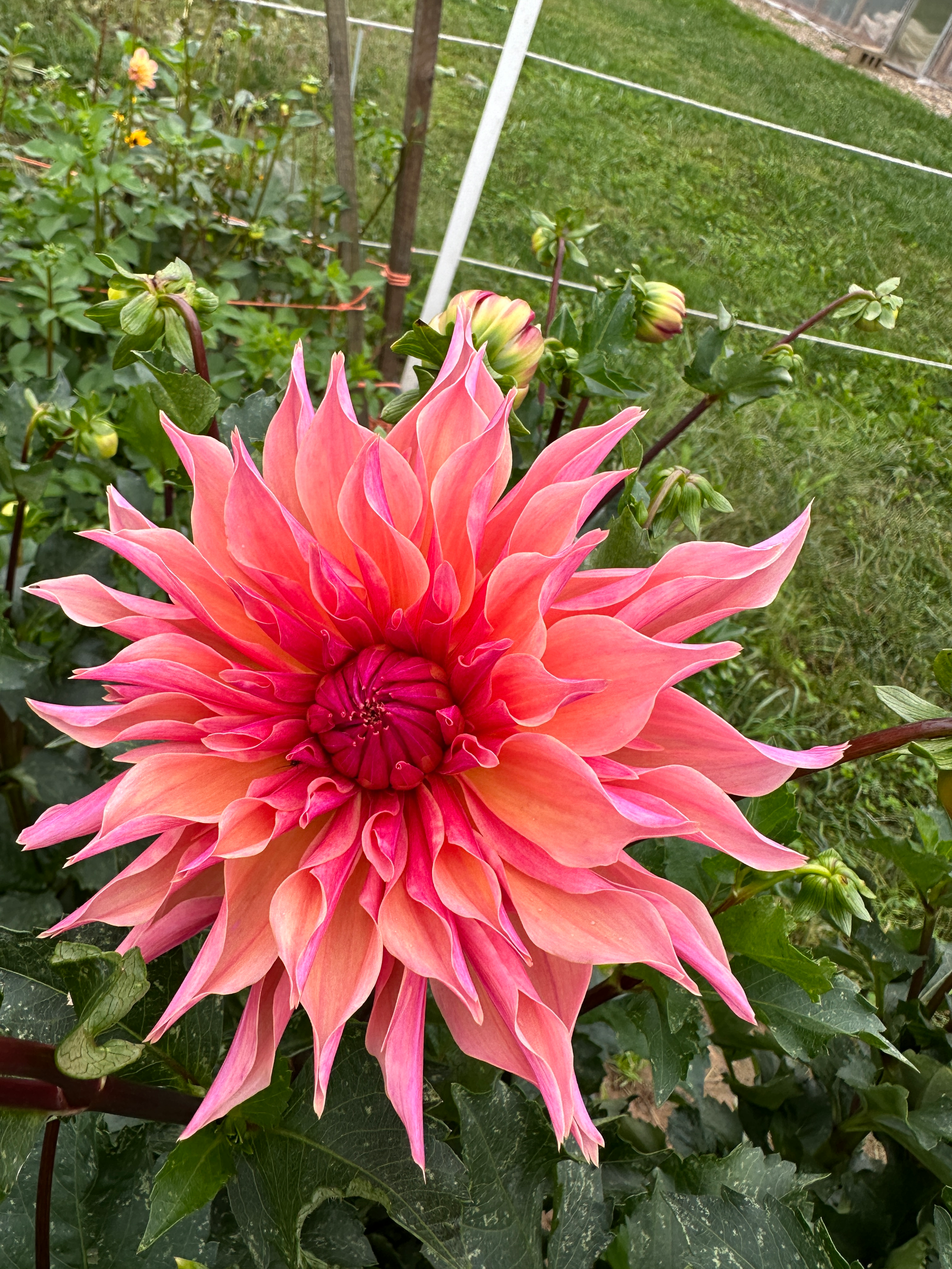 Dahlia 'Labyrinth'