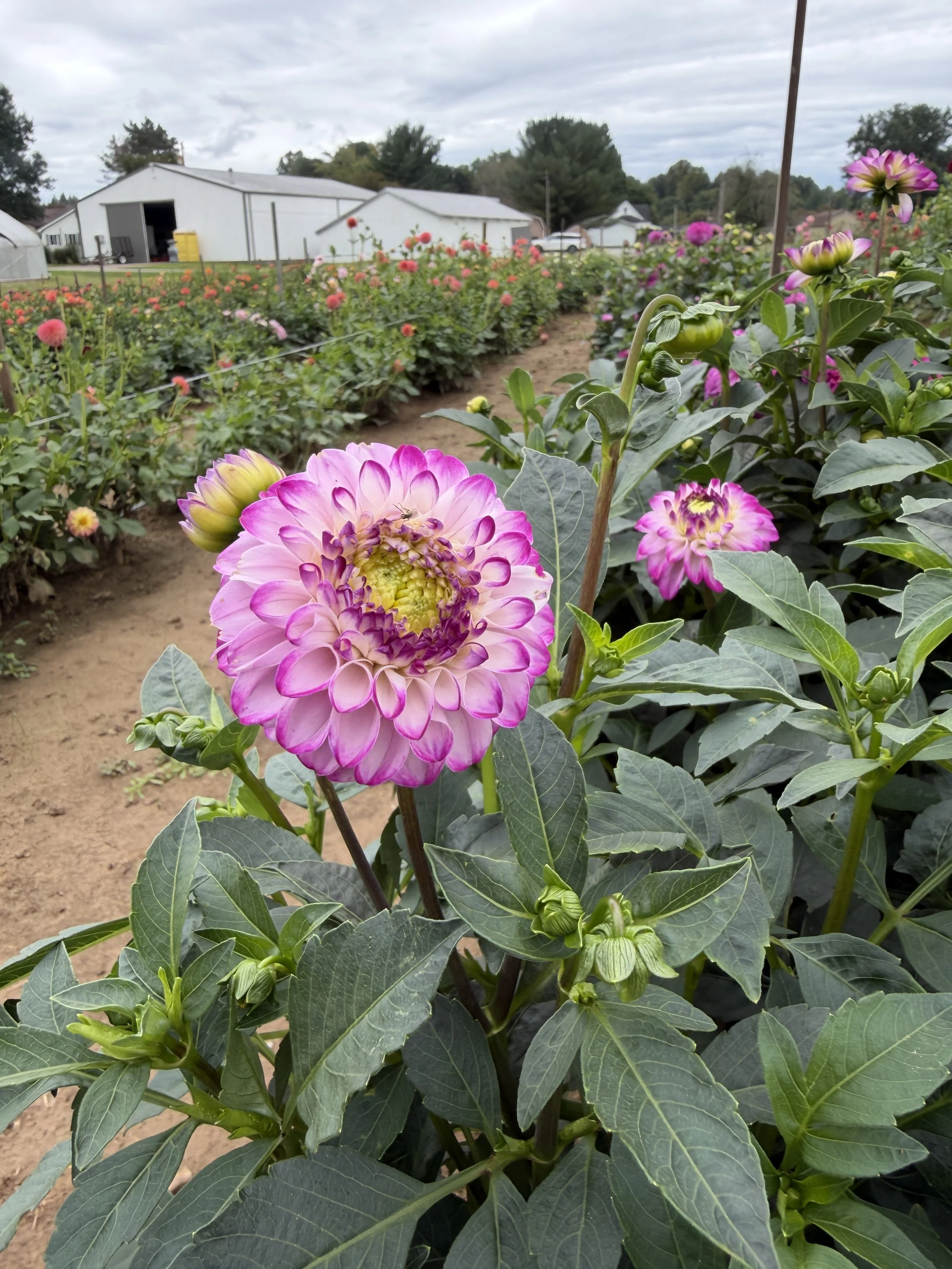 Genova Dahlia.JPG