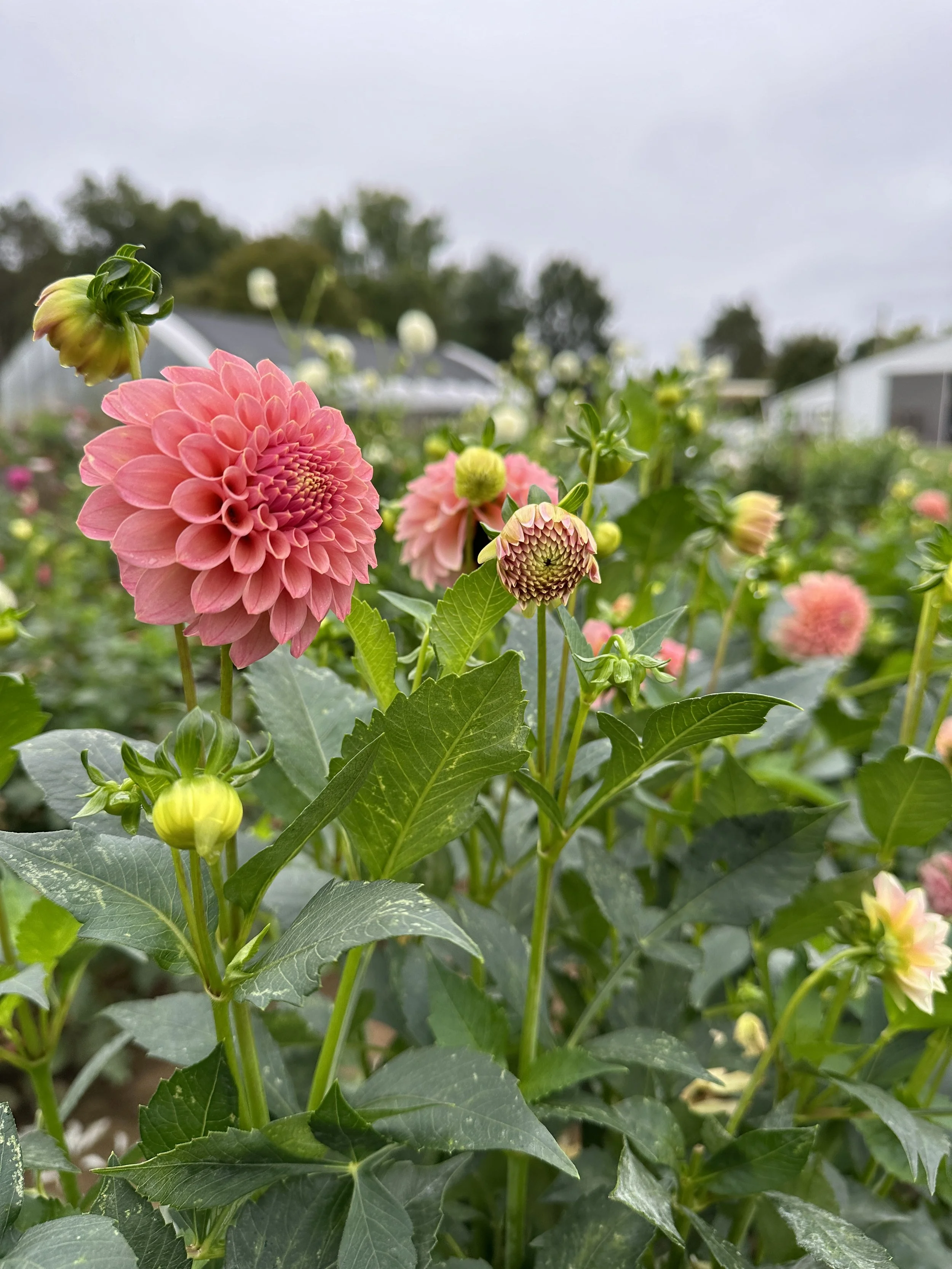 Dahlia 'Rock Run Ashley'