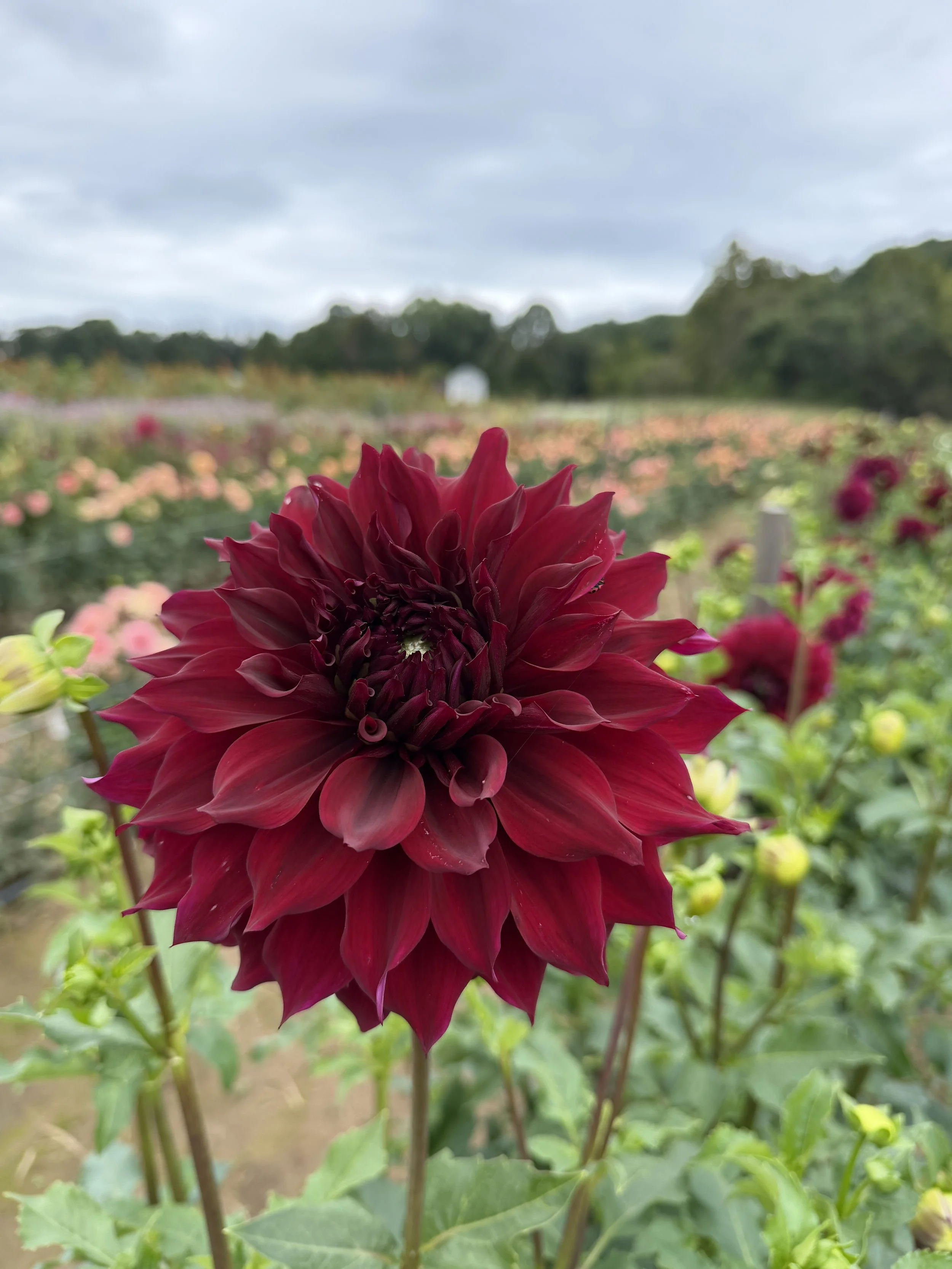 NEW Dahlia 'Spartacus'