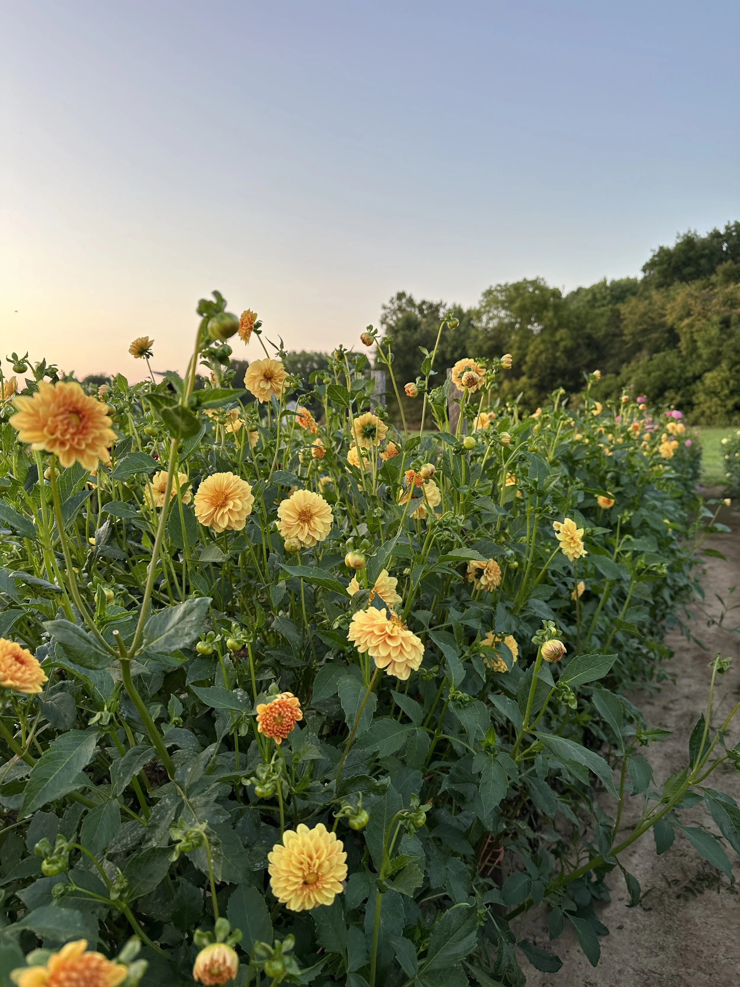 Dahlia 'Golden Scepter'