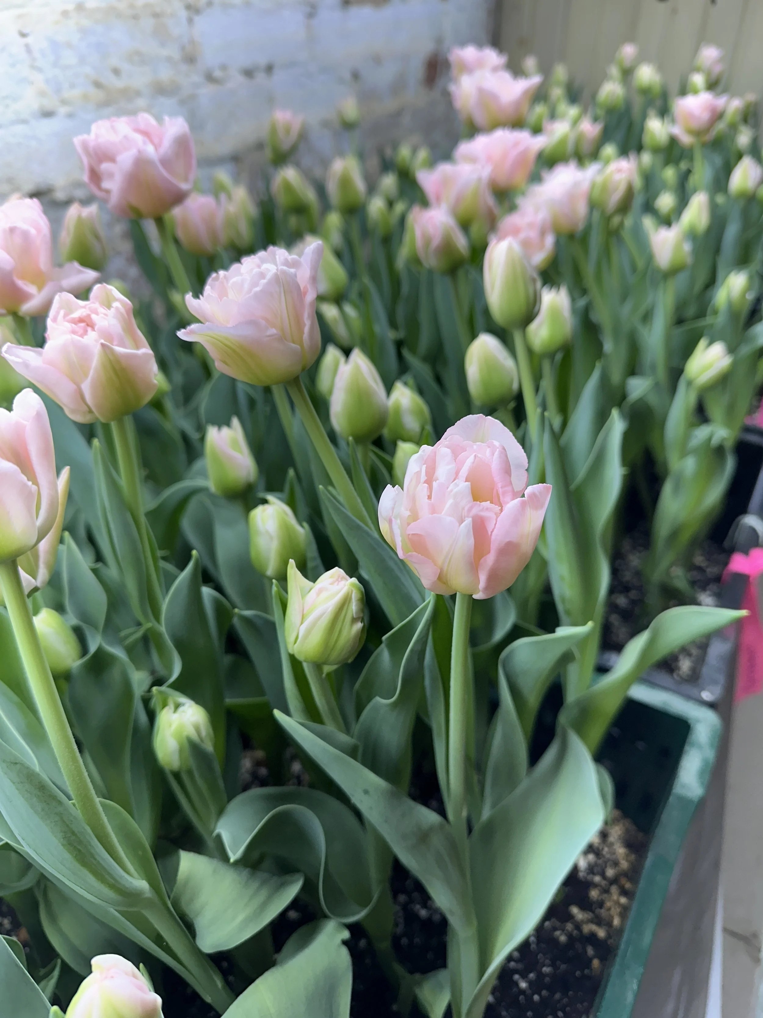 The Valentine Premium Bouquet