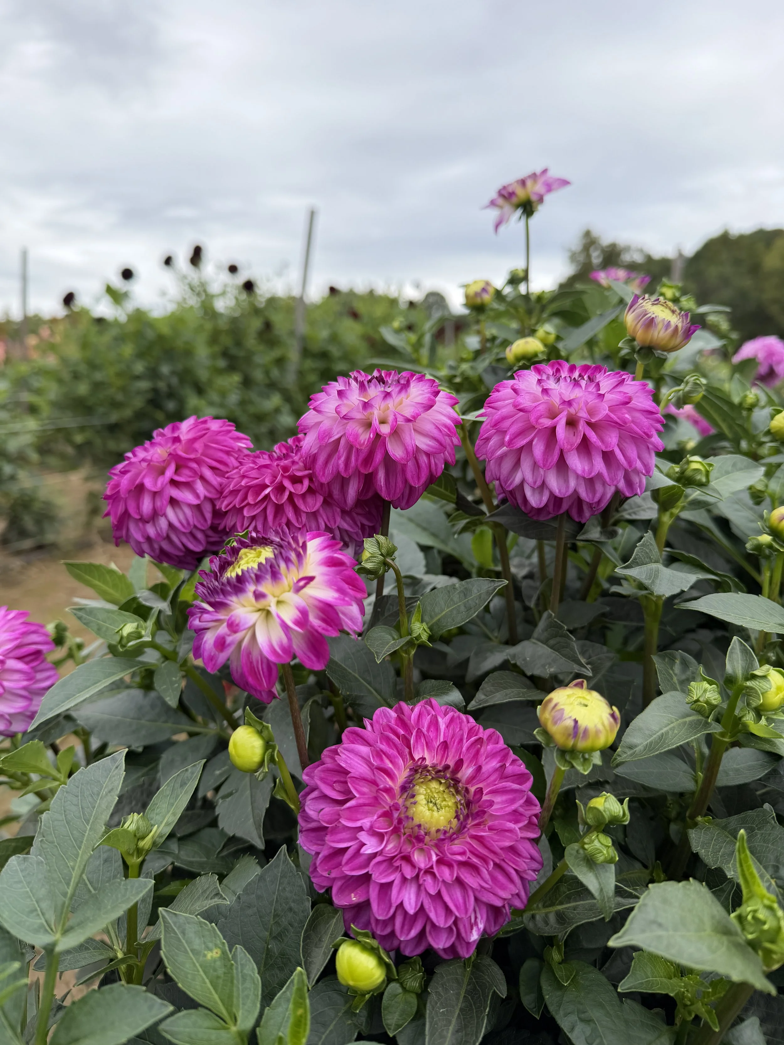Genova Dahlia (1).JPG