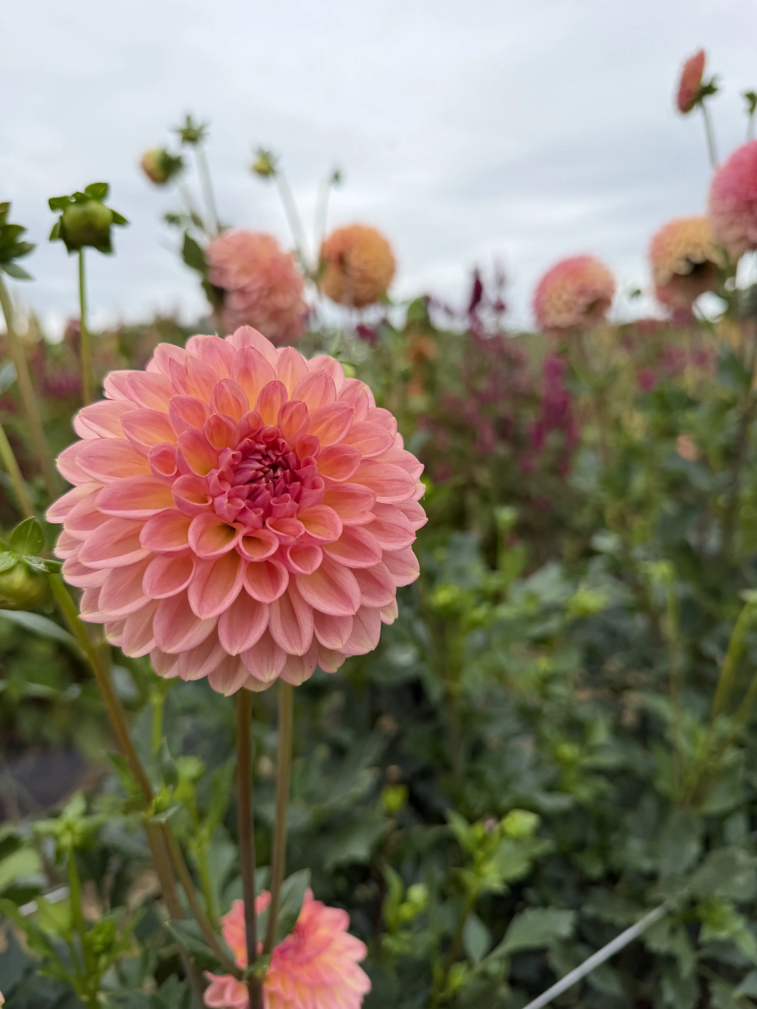 Larks Ebb Dahlia.JPG
