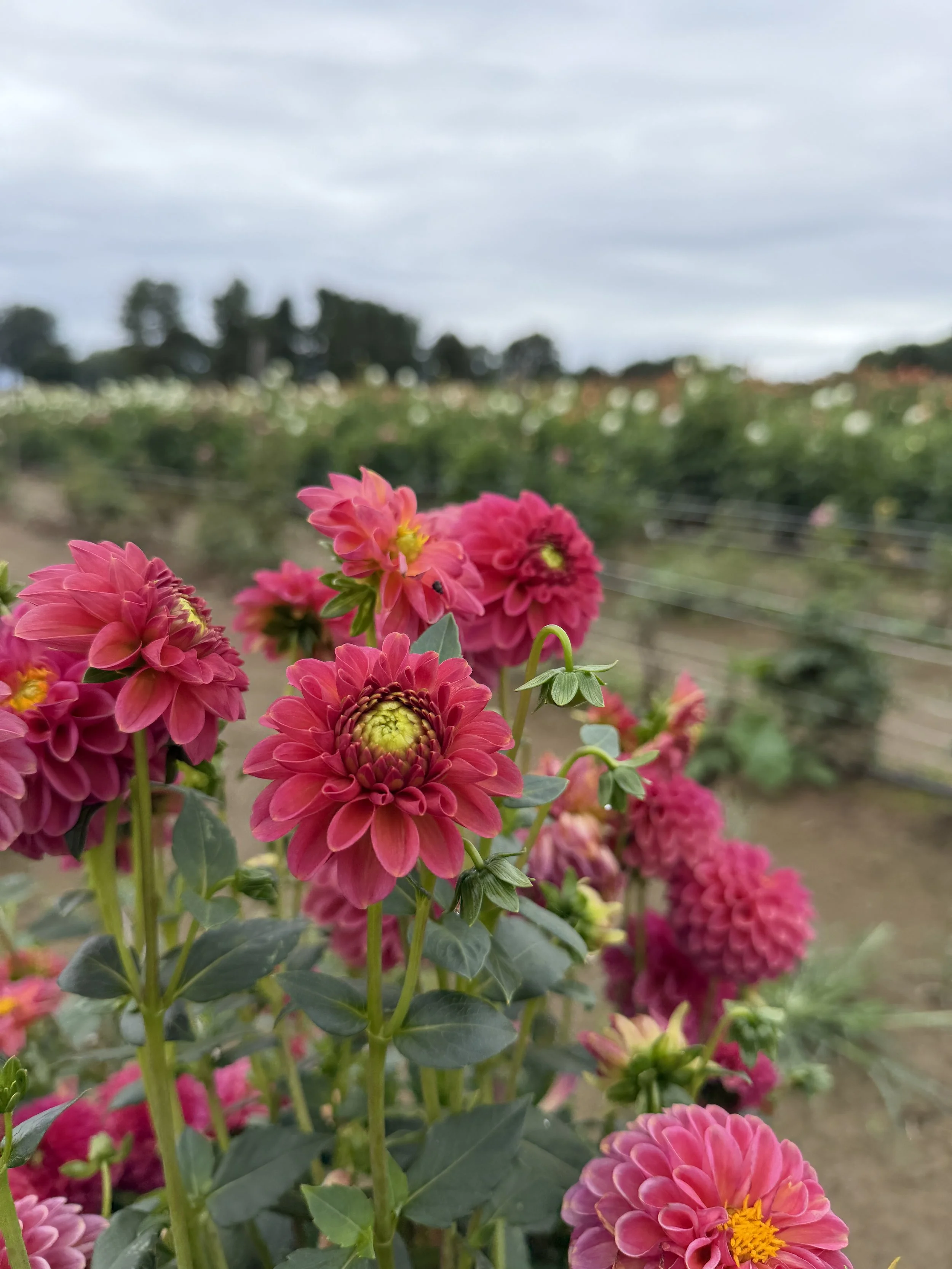 Zundert Mystery Fox Dahlia.JPG