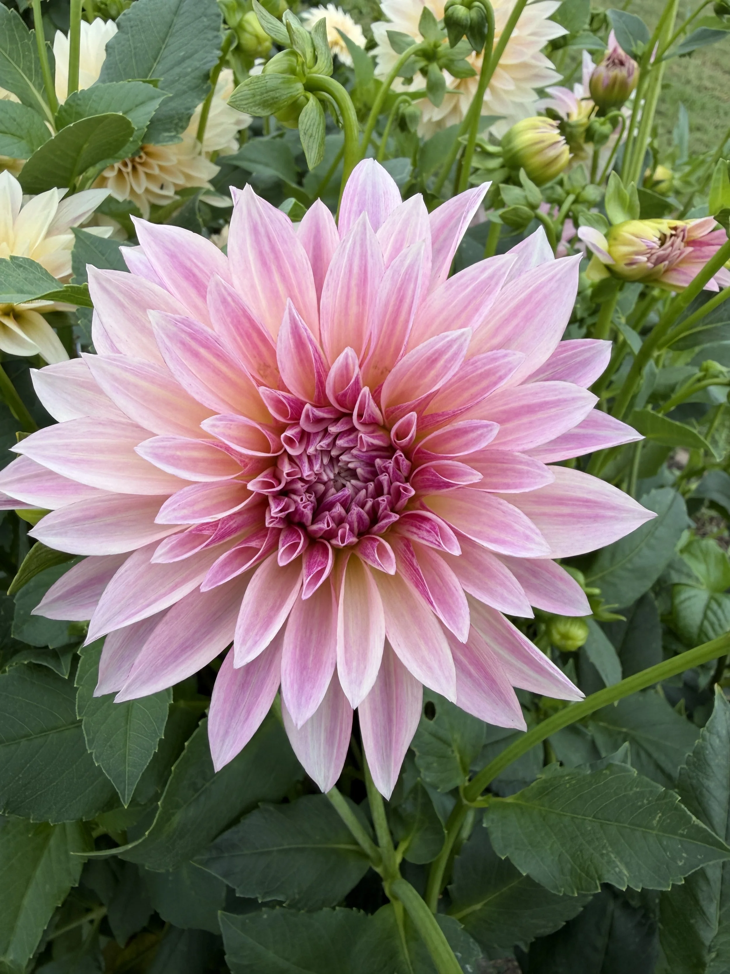 Mini Cafe Dahlia.JPG