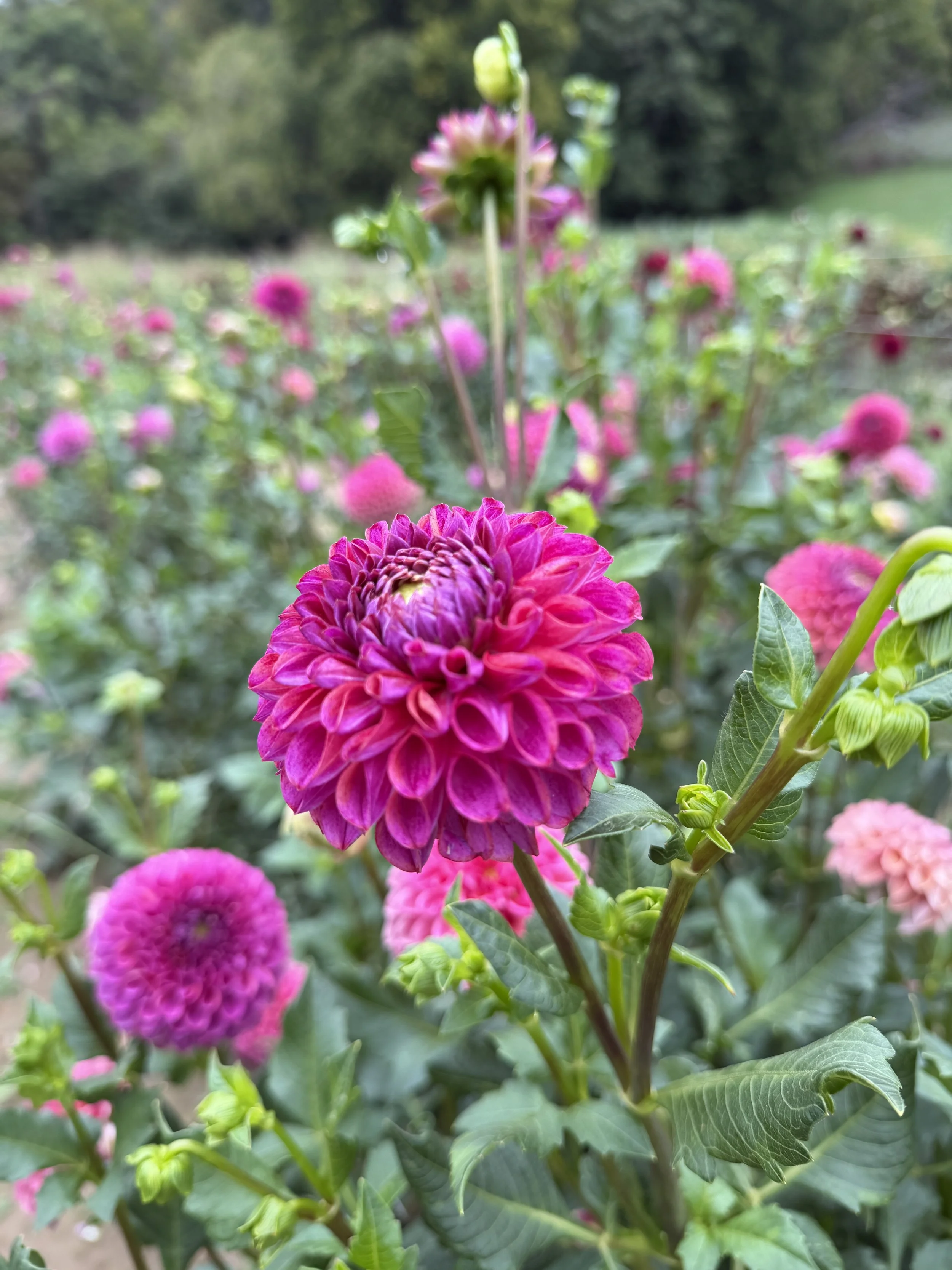 Caitlin's Joy 2 Dahlia.JPG
