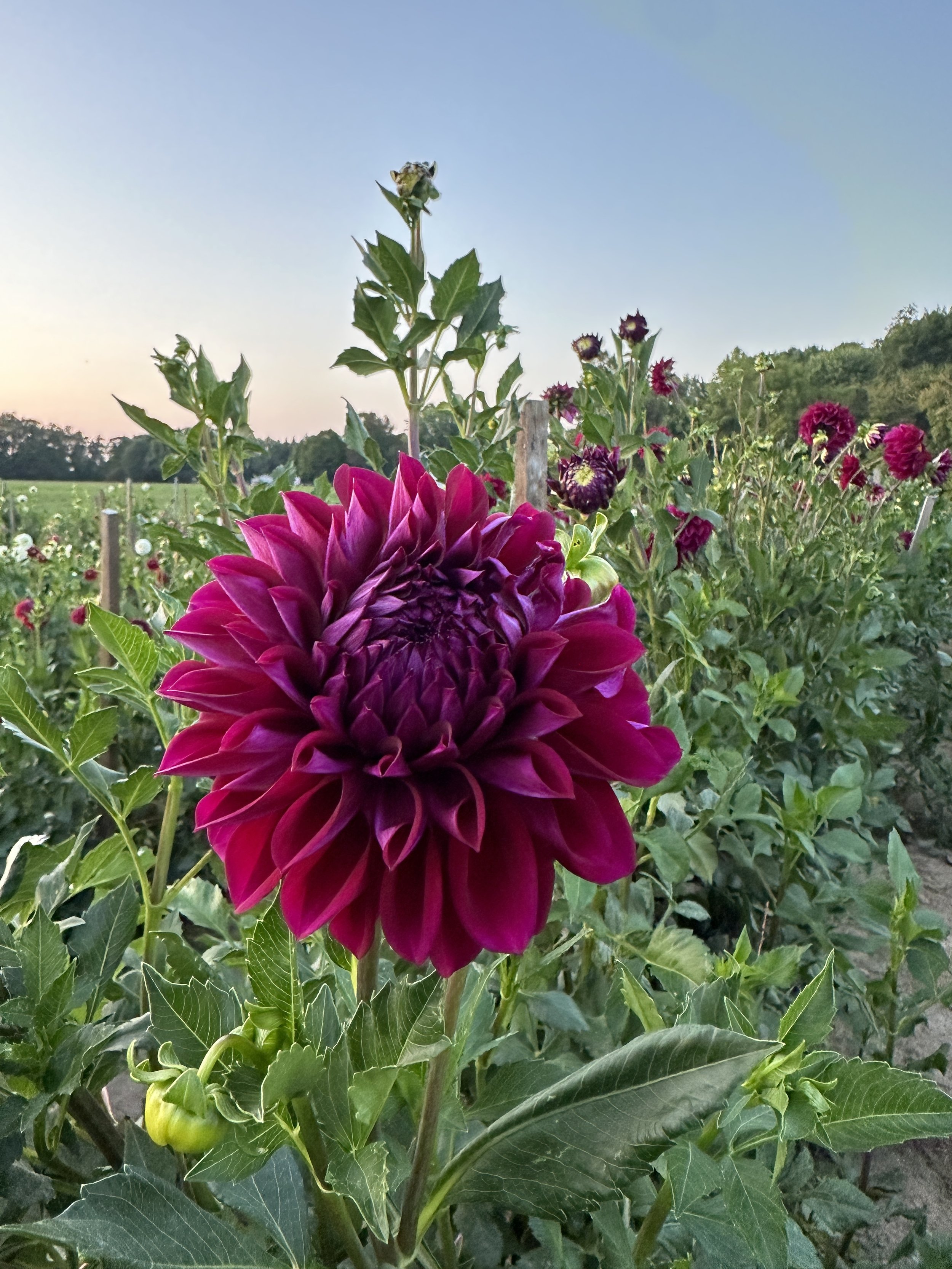 Dahlia 'Diva'