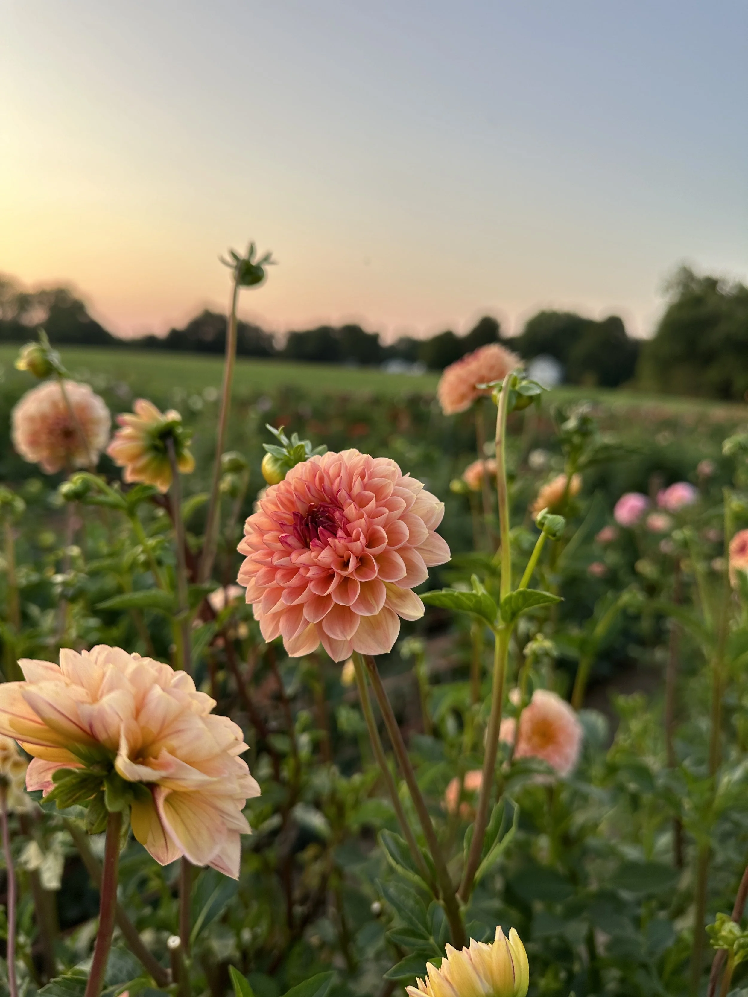Dahlia 'Wine Eyed Jill'