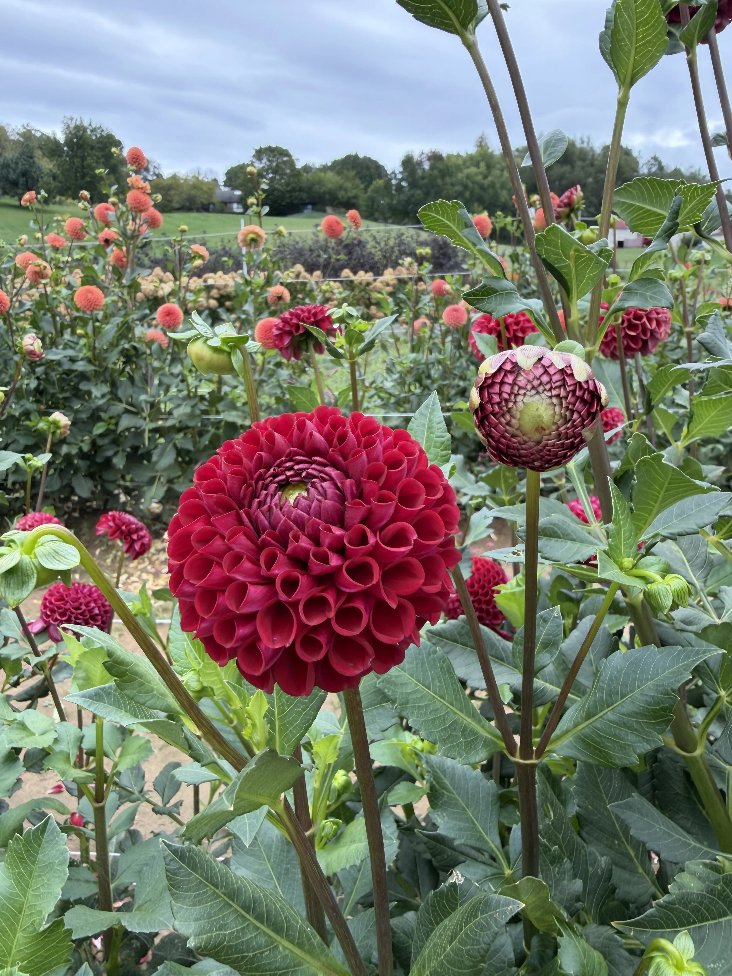 Cornel Red Dahlia.JPG