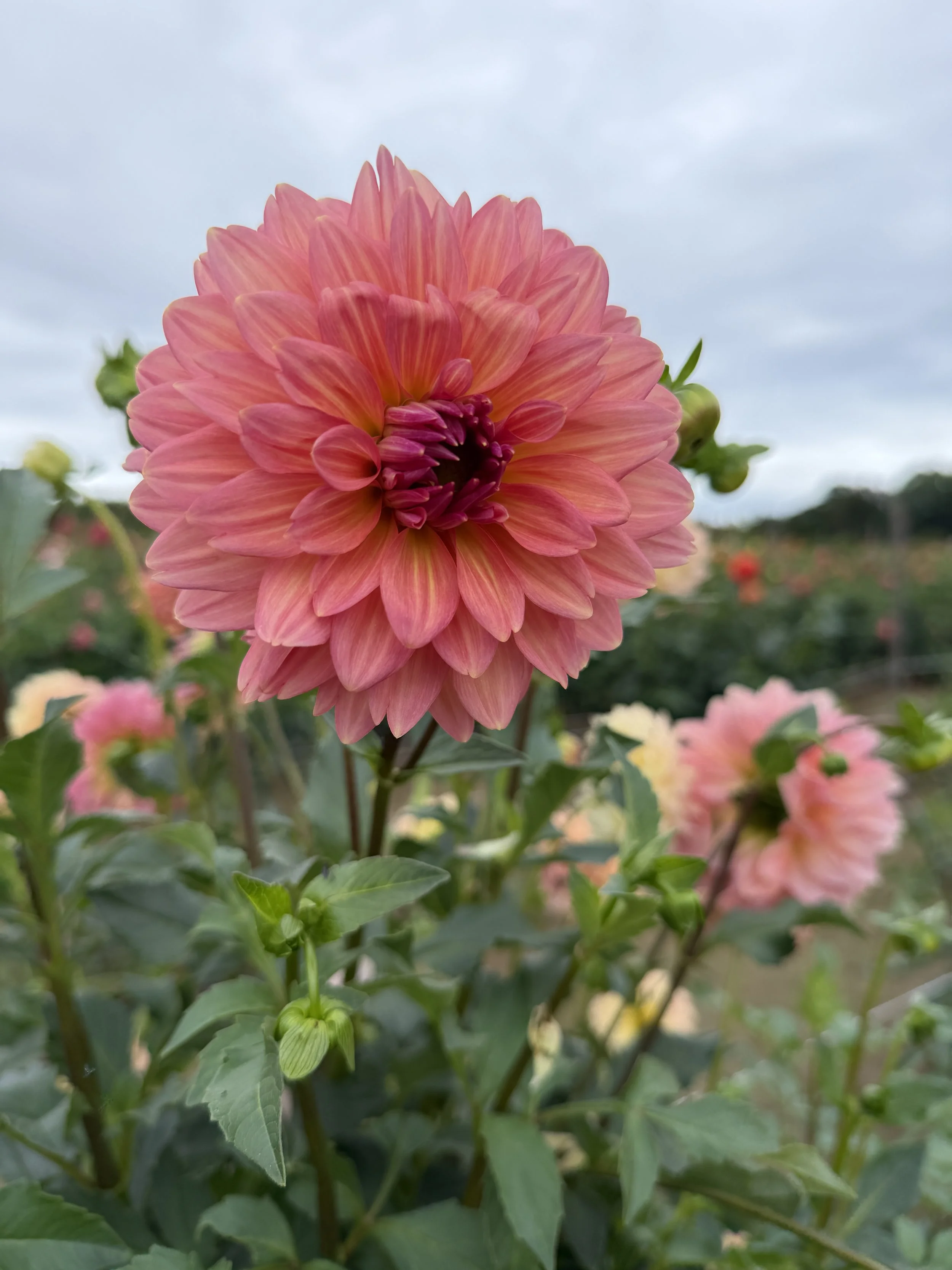 Conn Coral Dahlia.JPG