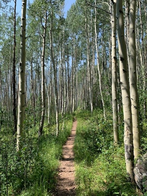 trails through aspen groves