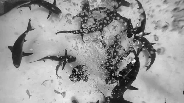 Isopure 2017 Campaign Manifesto
