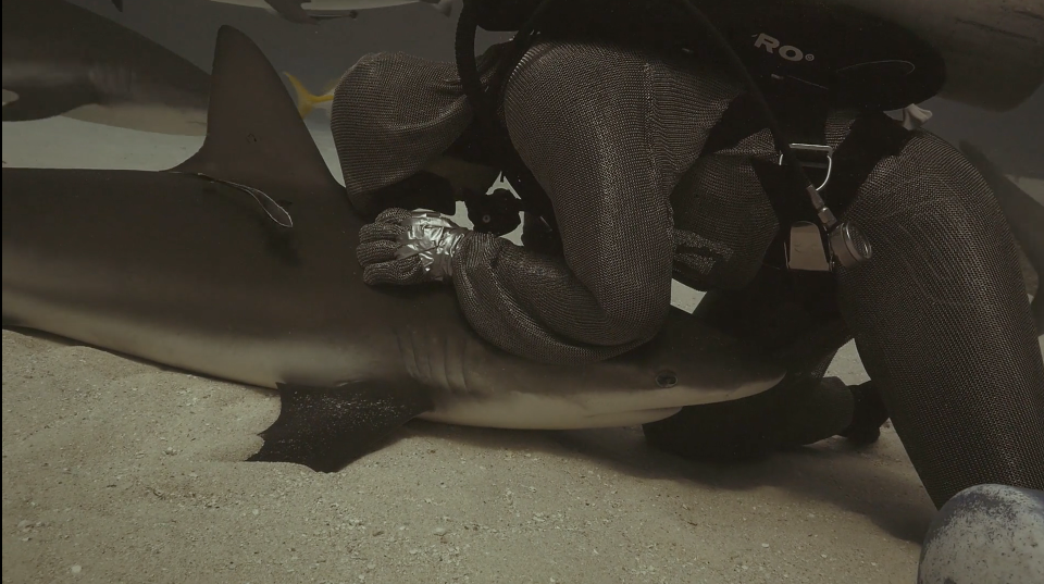 Isopure - Shark Diver