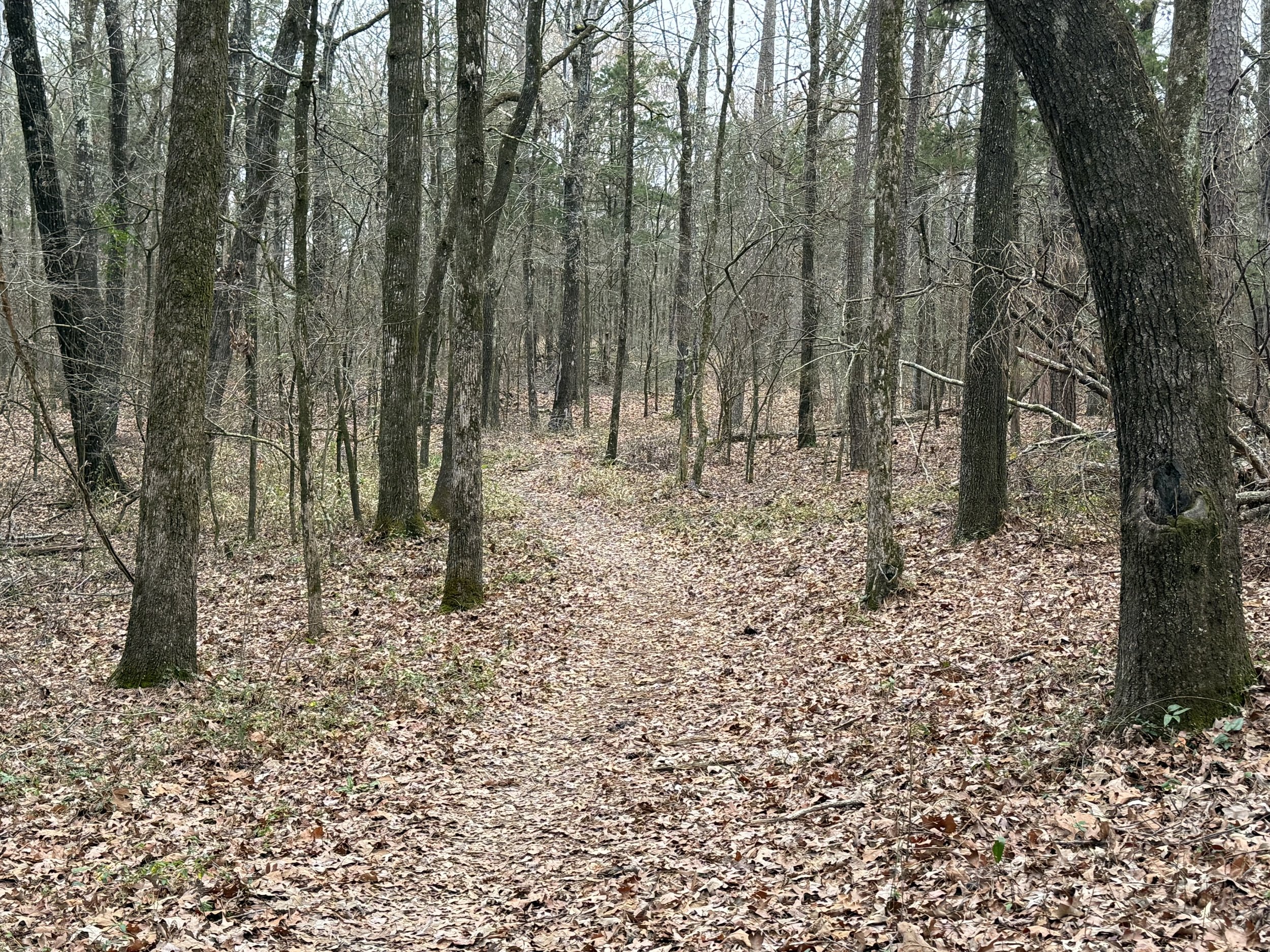 Frosty 15 preview fun run