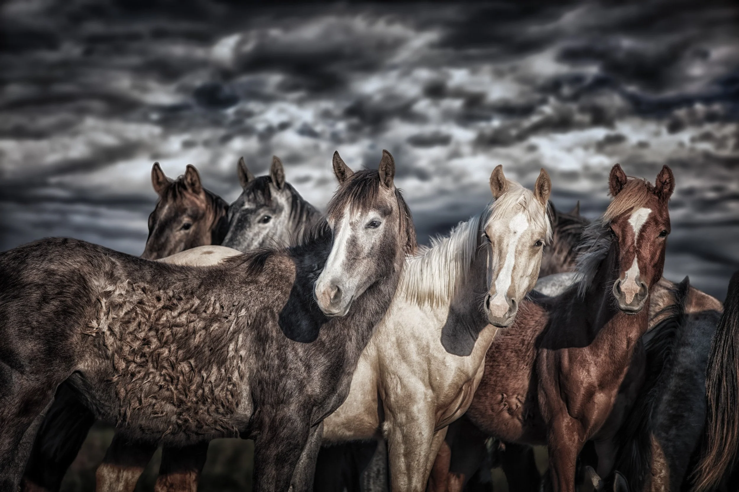 Wild Bunch