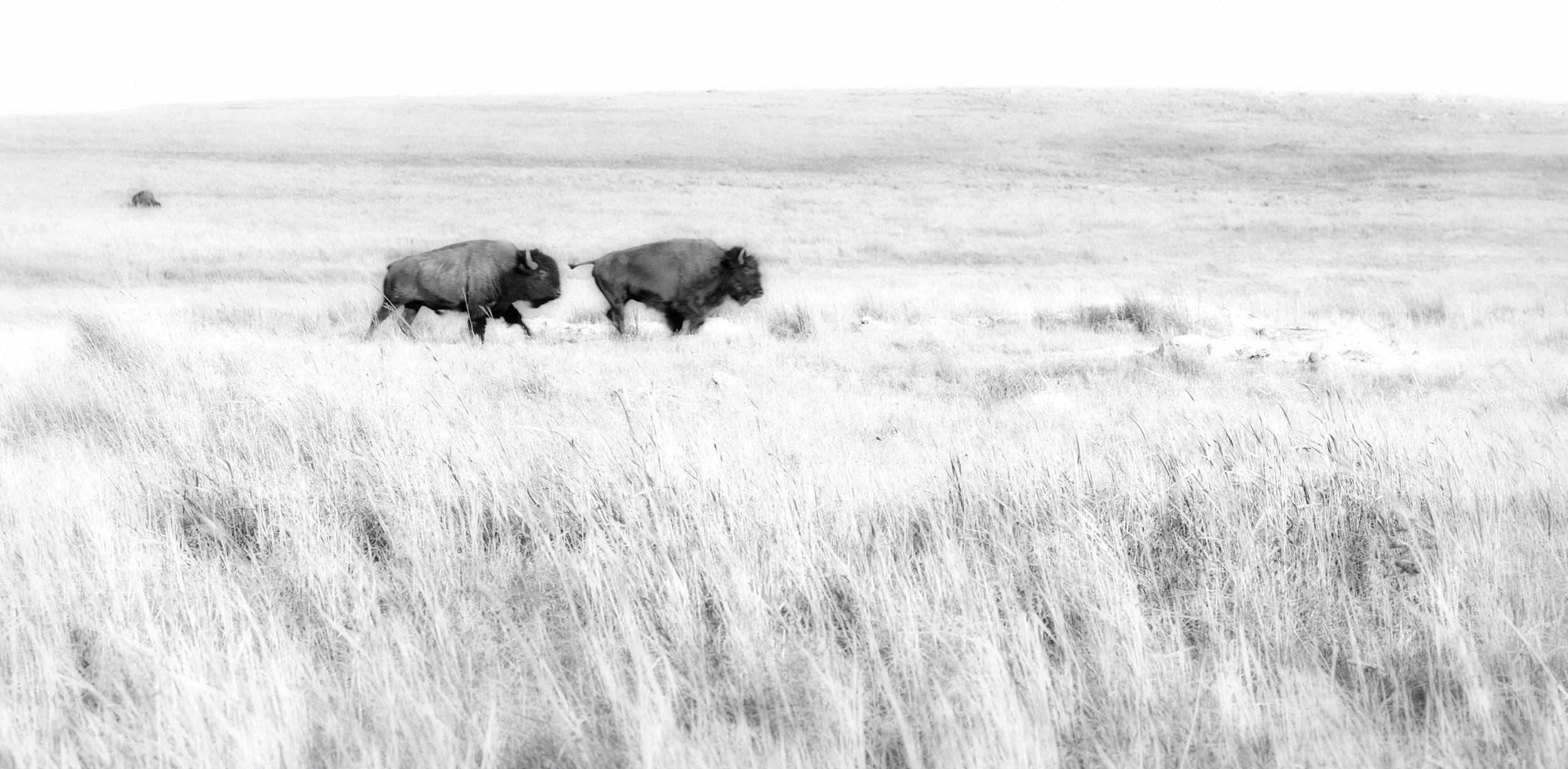 Running Bulls