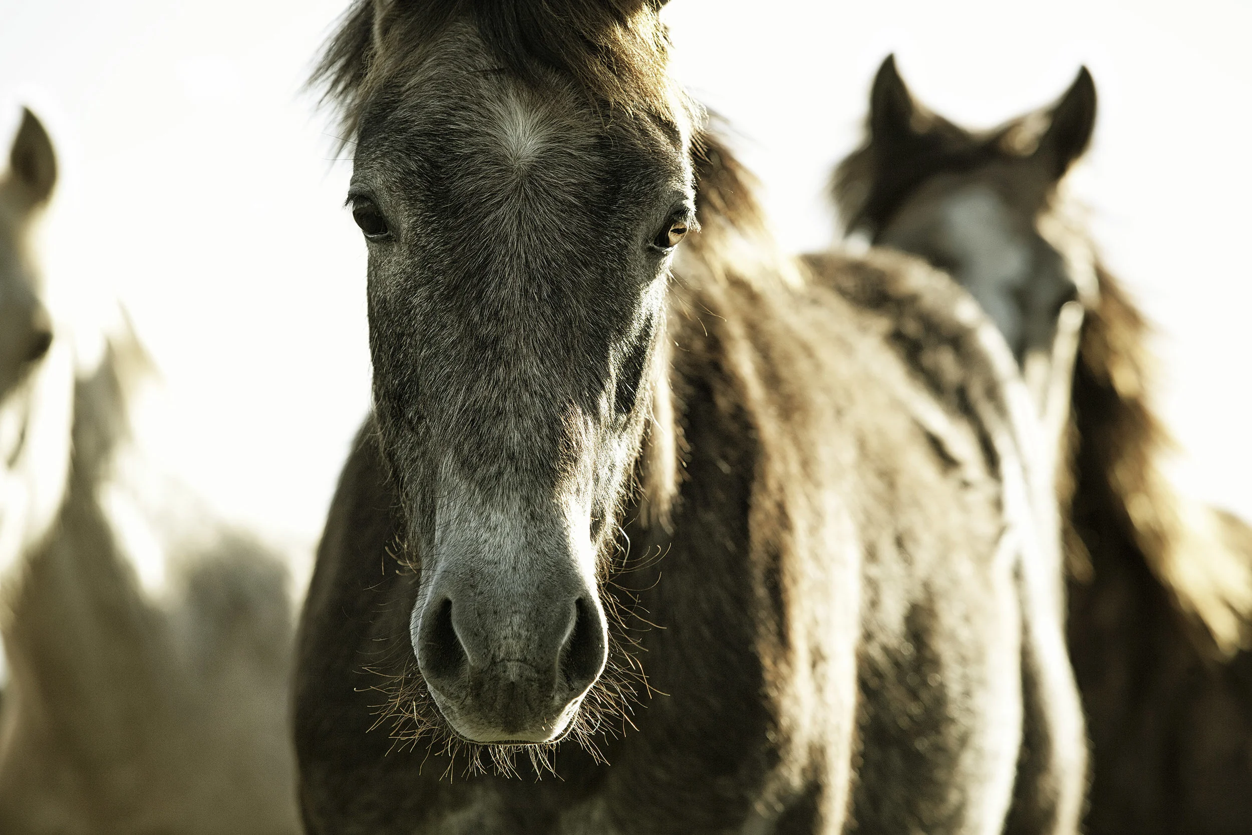 Yearlings