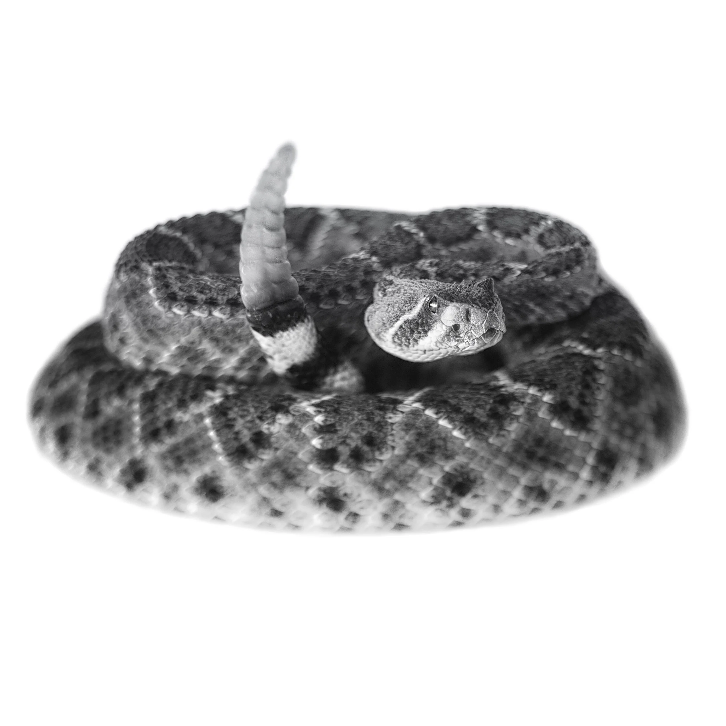 Rattle