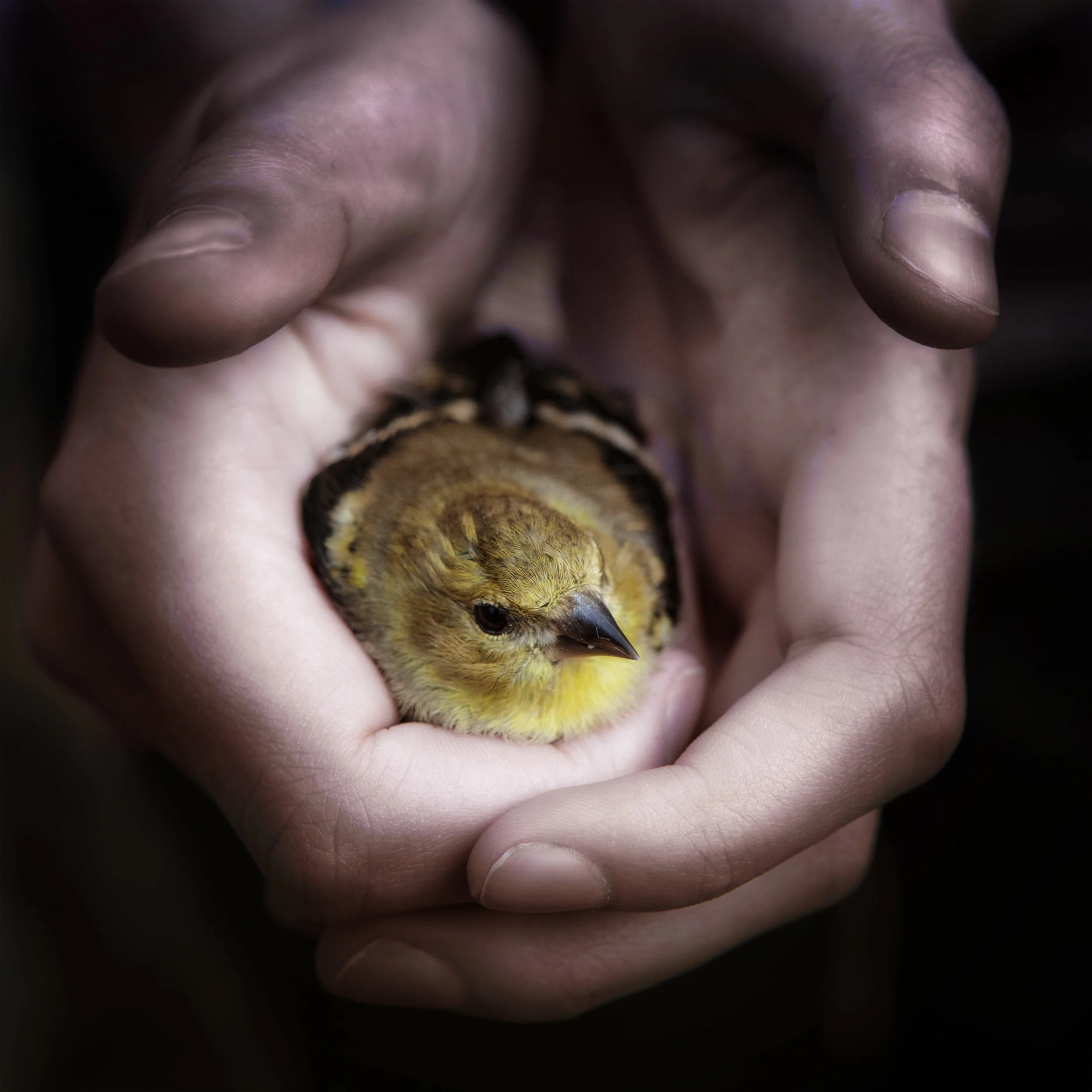 Finch in Hand