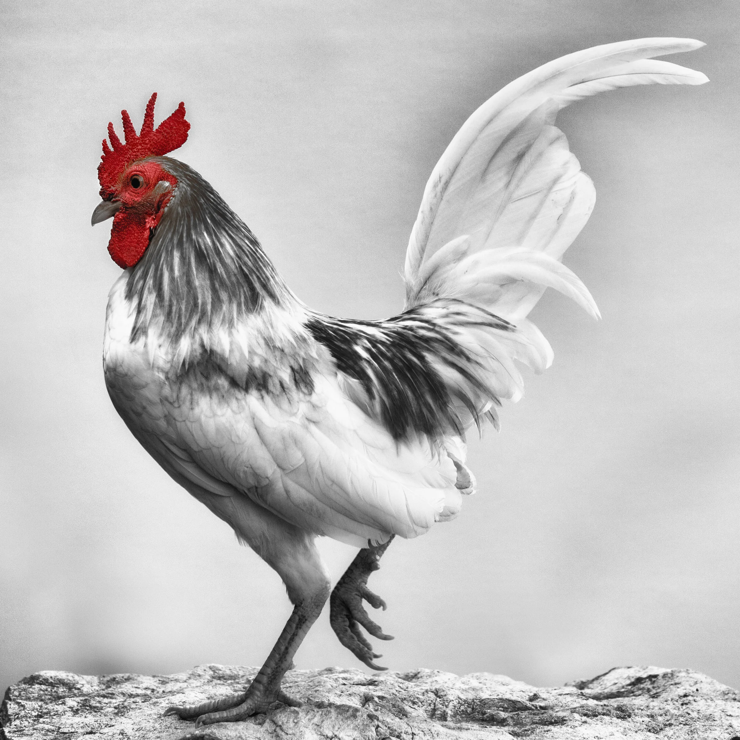 Cocks Comb