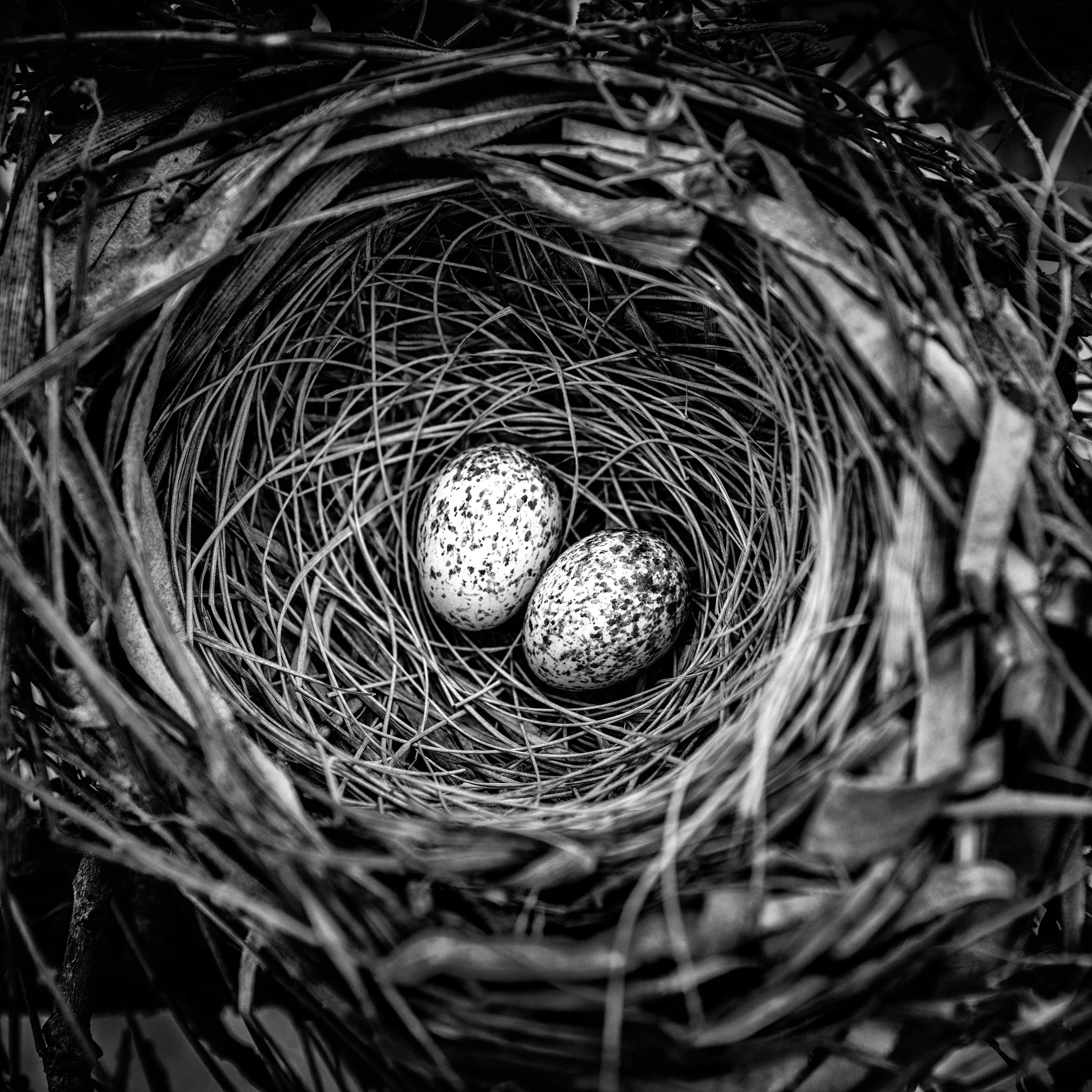 Cardinal nest (Copy)