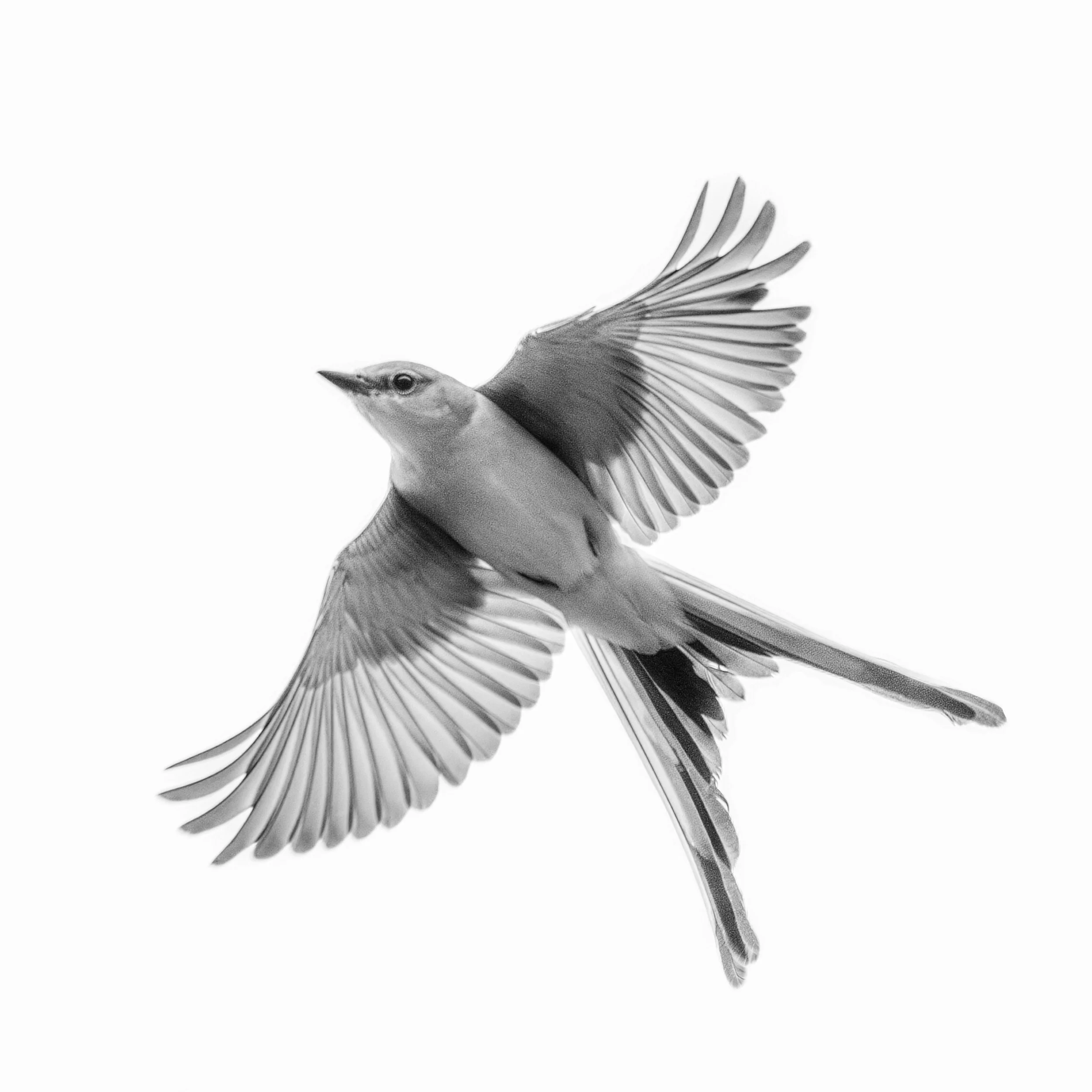 Scissor tail, spread (Copy)