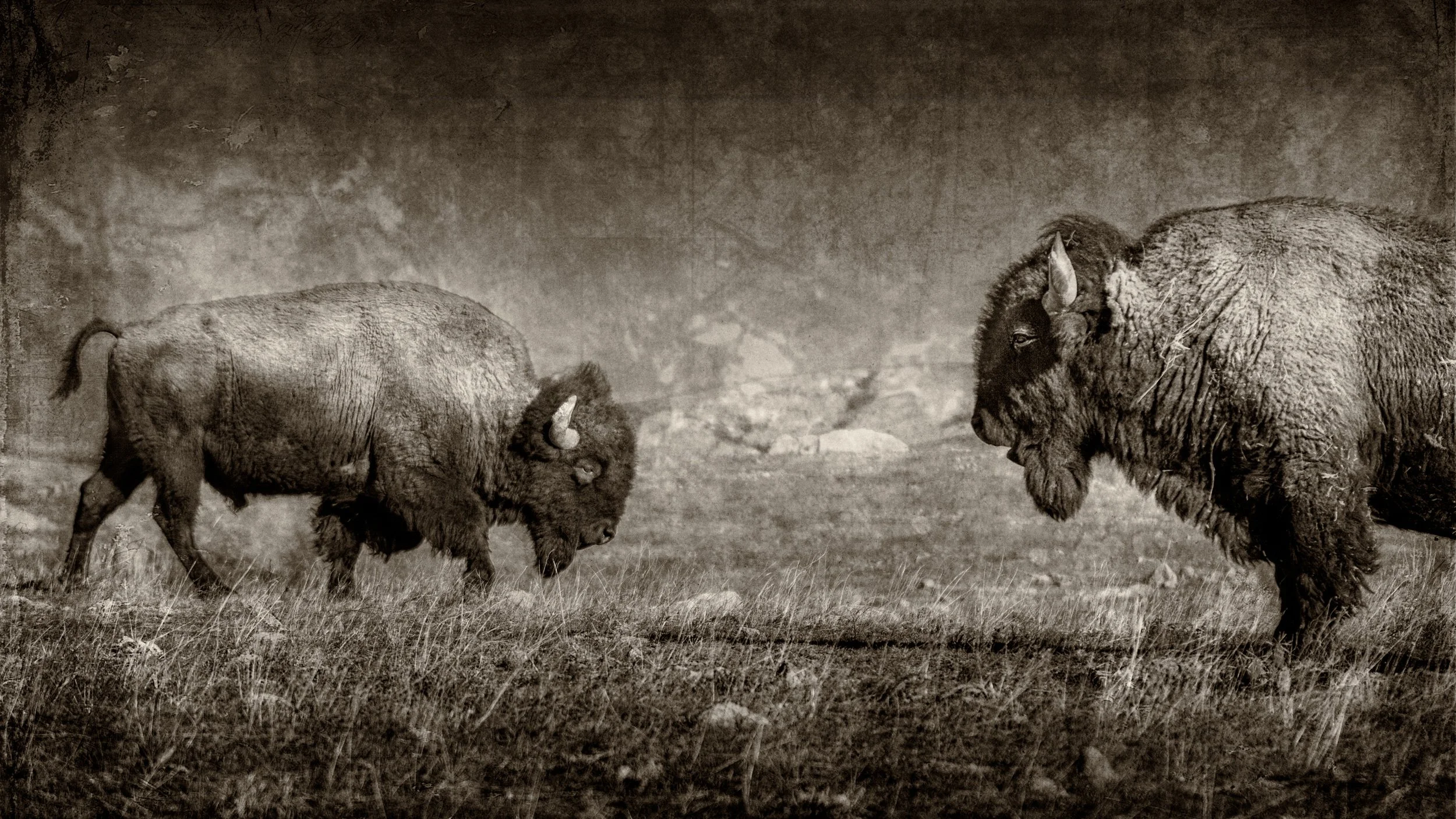 Buffalo fight (Copy)