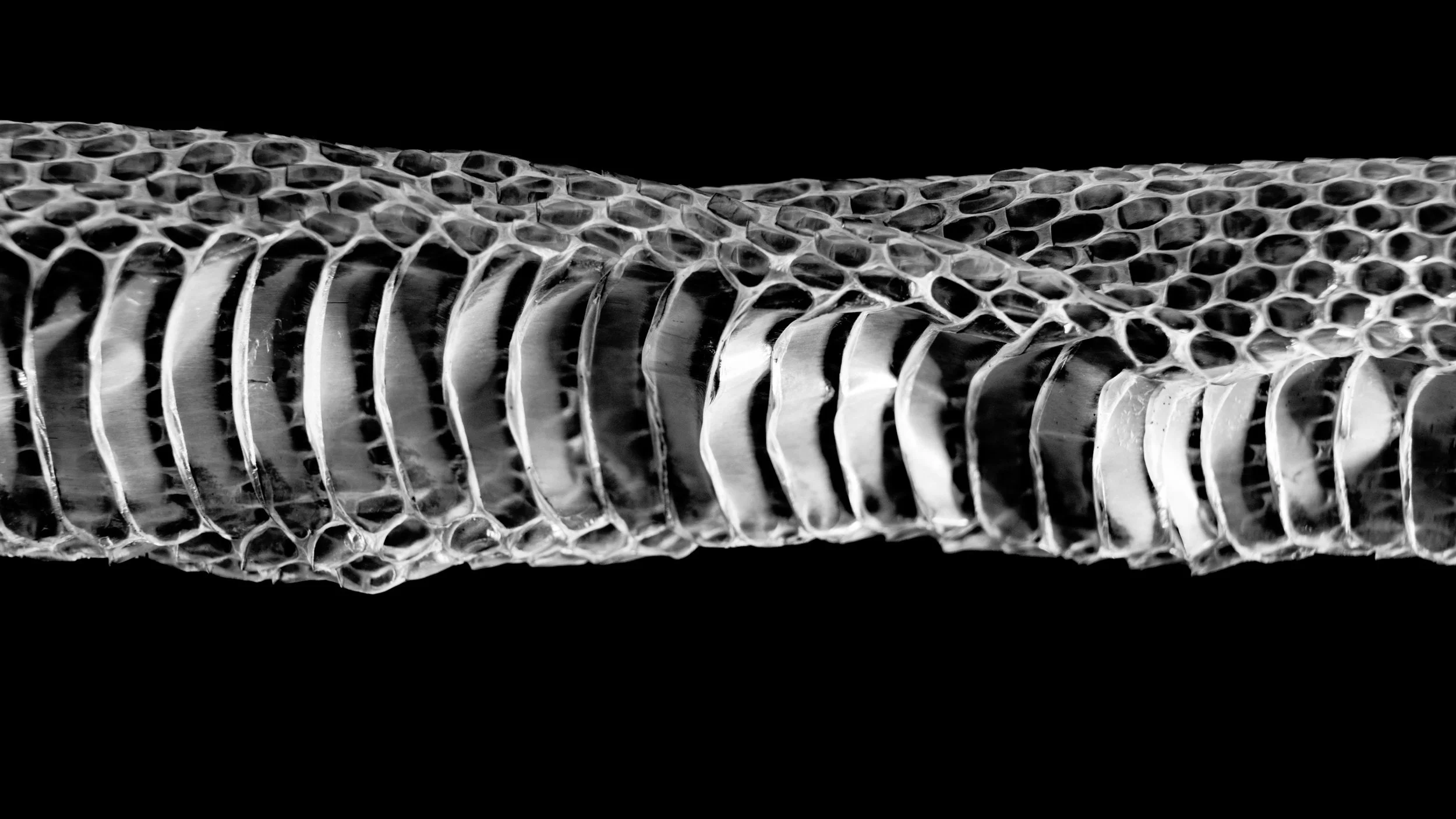Snake shed