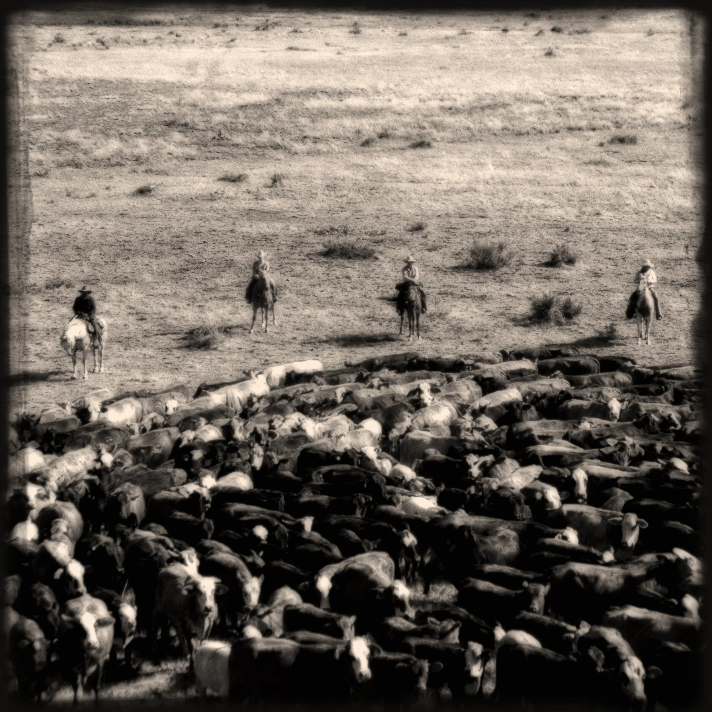 Cattle Drive
