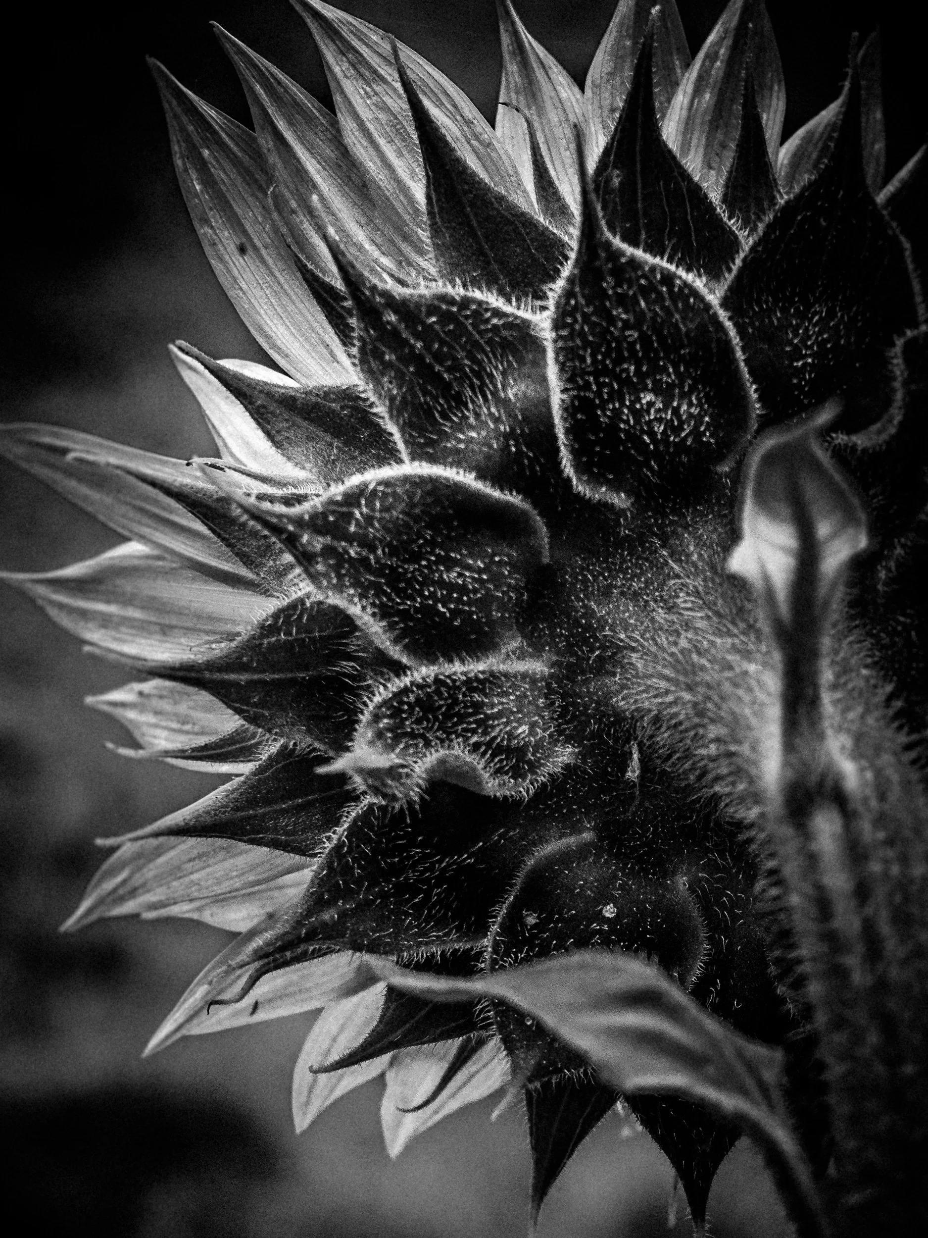 Sunflower Backside 