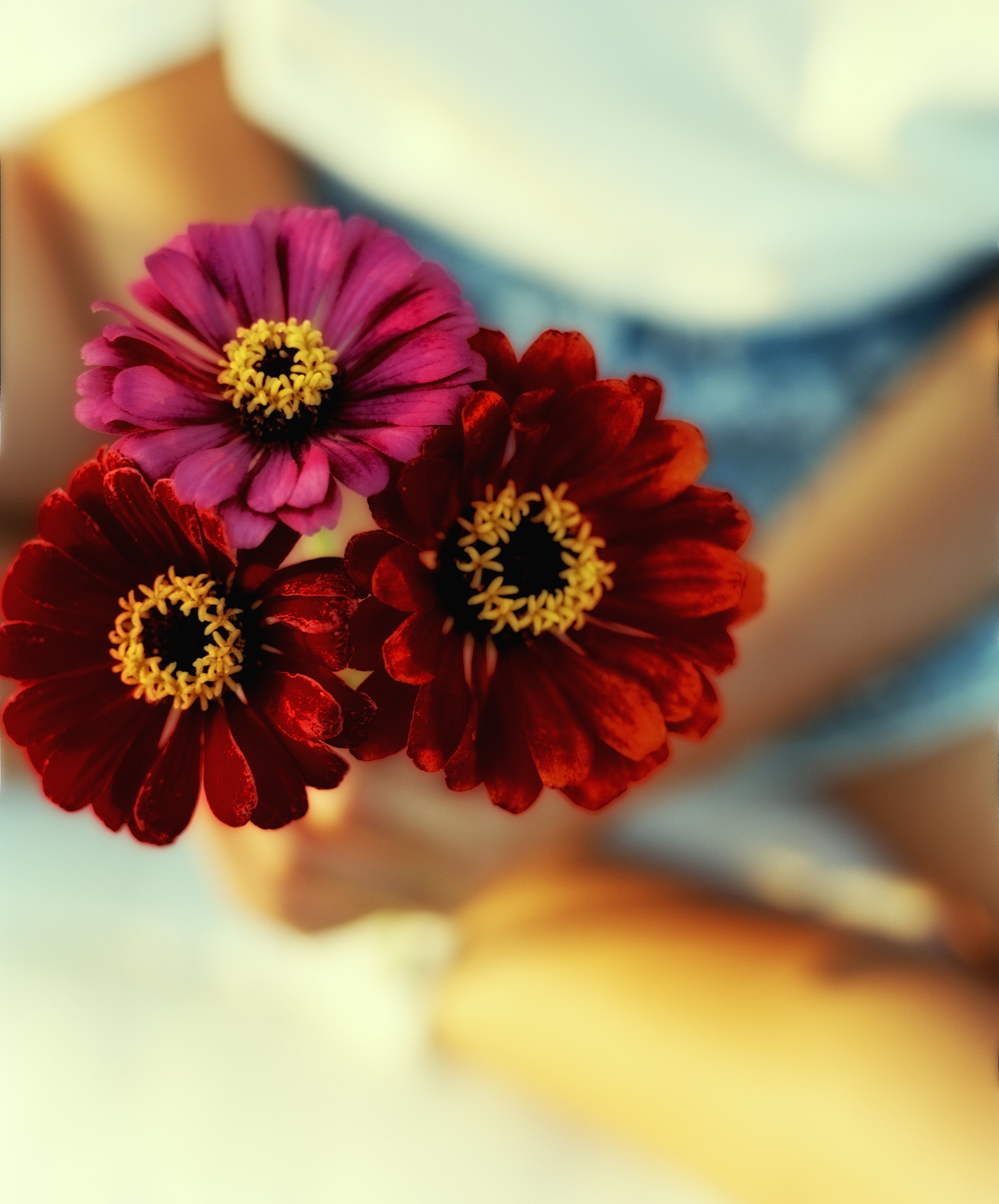 Zadie's Zinnia20.jpg
