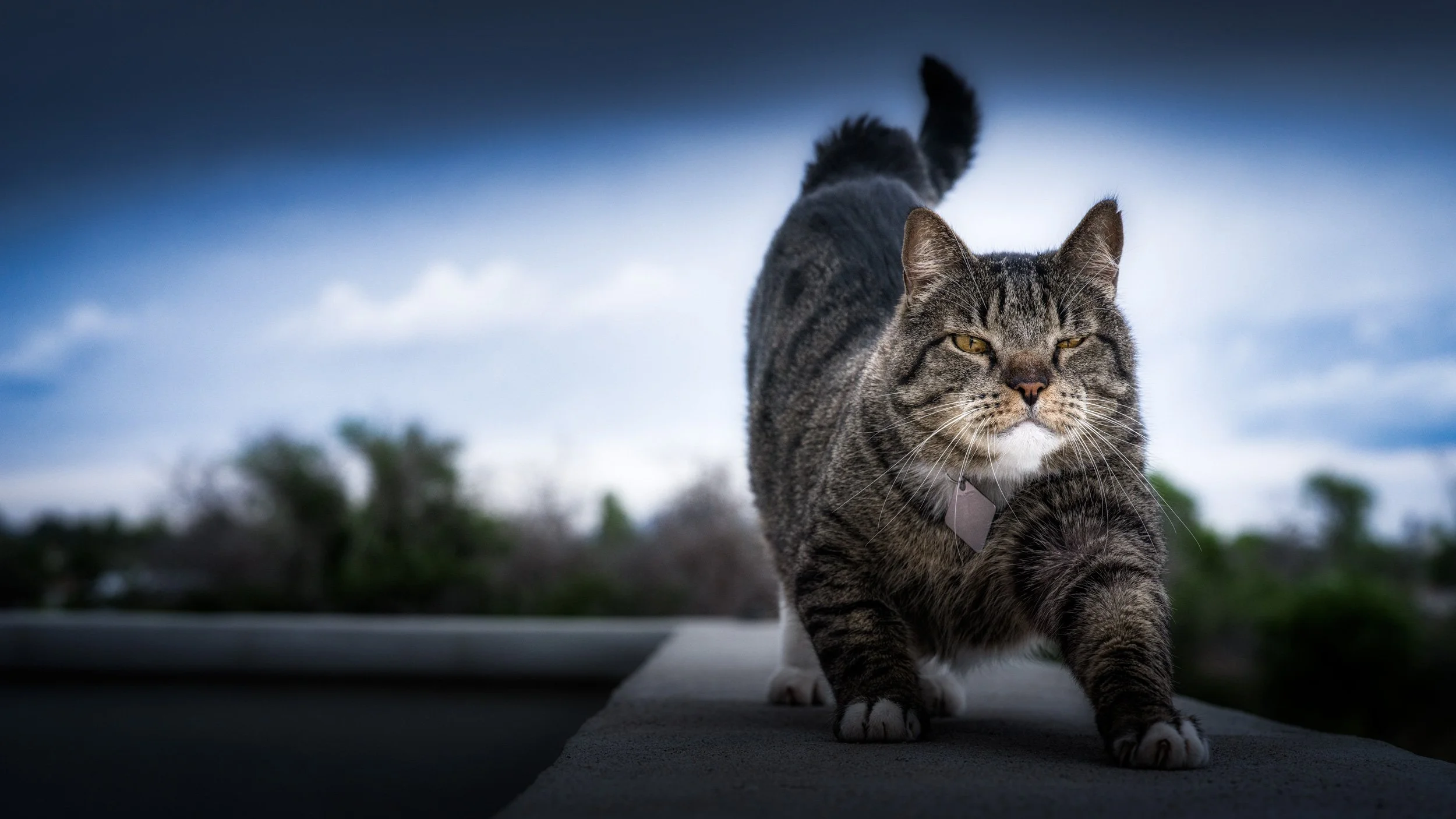 Cat Stretch 