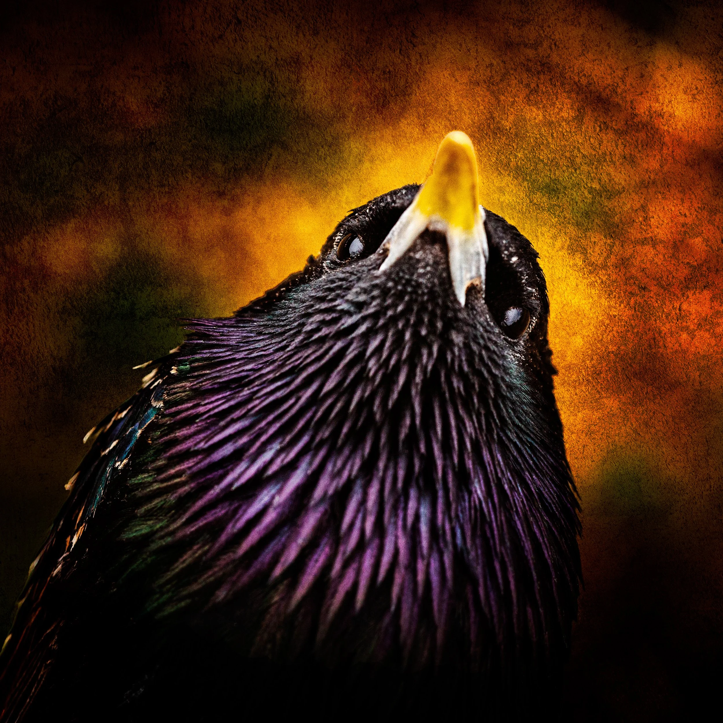 Starling