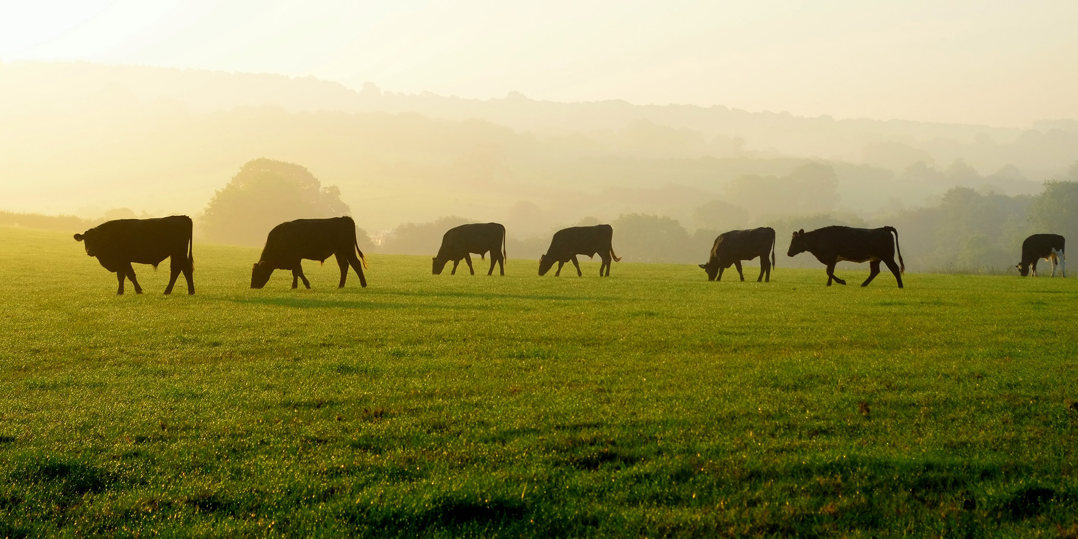 cows.jpg