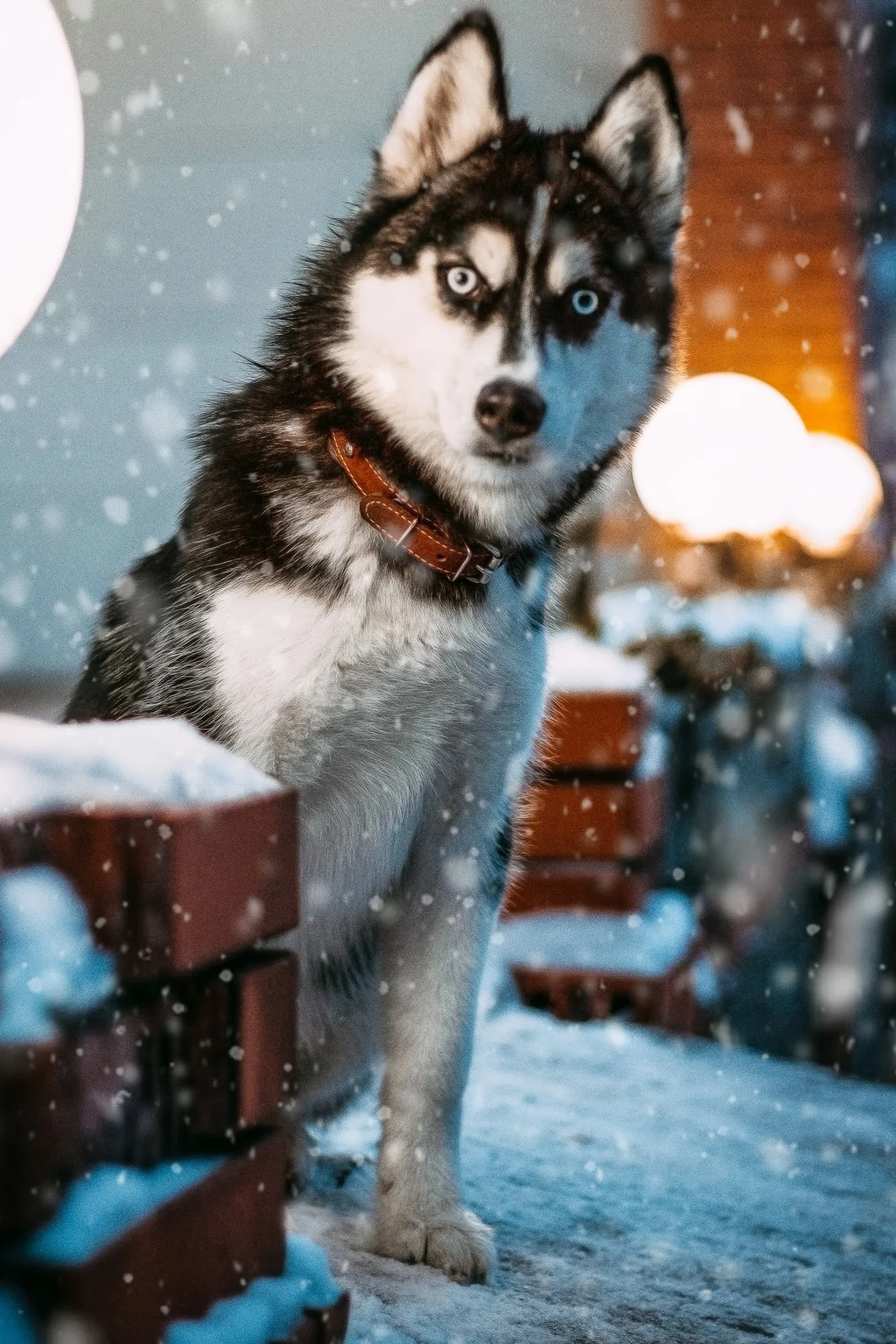 snowy+husky+look.jpg